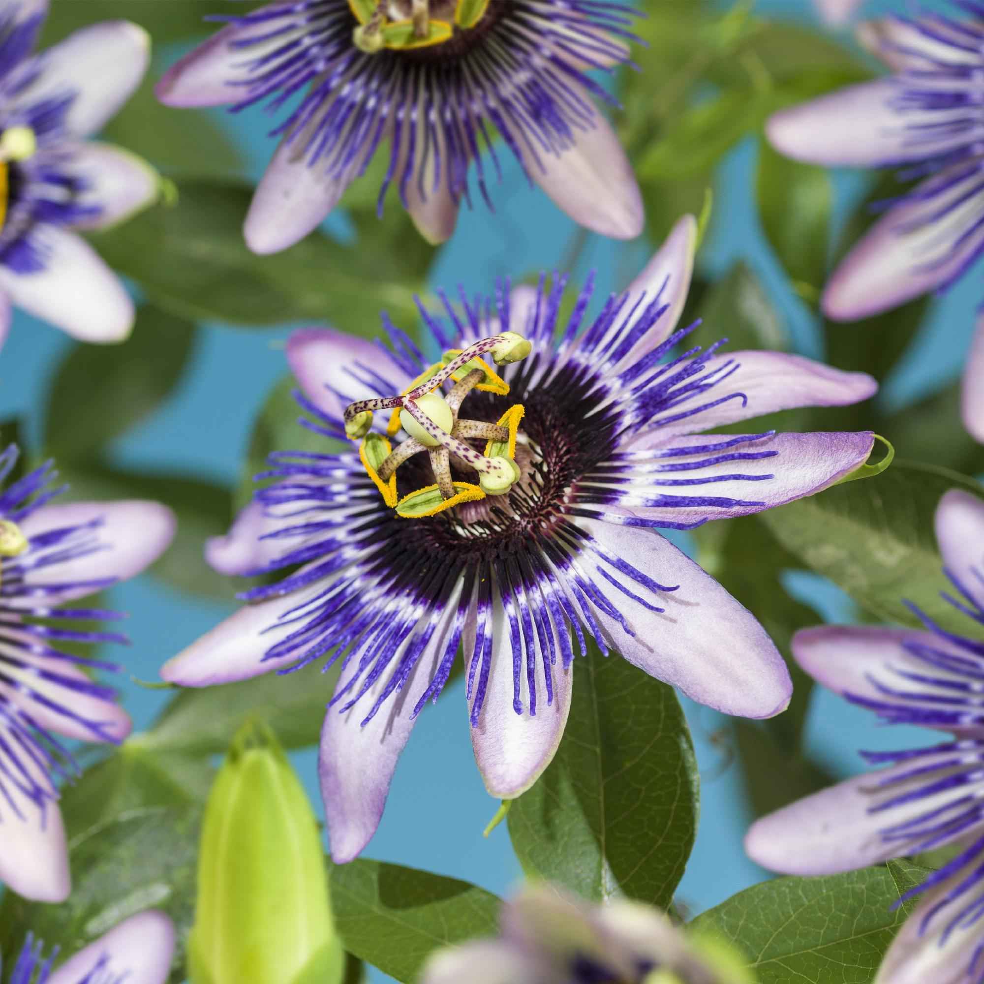 Image of Passionsblume Passiflora Damsel’s Delight – 2 Pflanzen 11cm – ca. 40cm hoch – Kletterpflanze mit lila – weißen Blüten – Pflegeleicht & exotisch