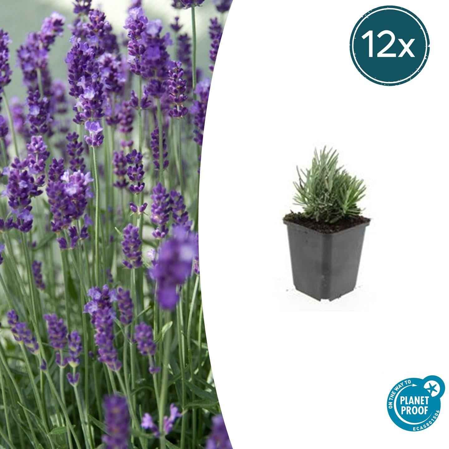 Image of Lavendel Lavandula angustifolia 'Dwarf Blue' – ↕10-25cm – Ø9cm – 12 Pflanzen – Kompakter Duft-1