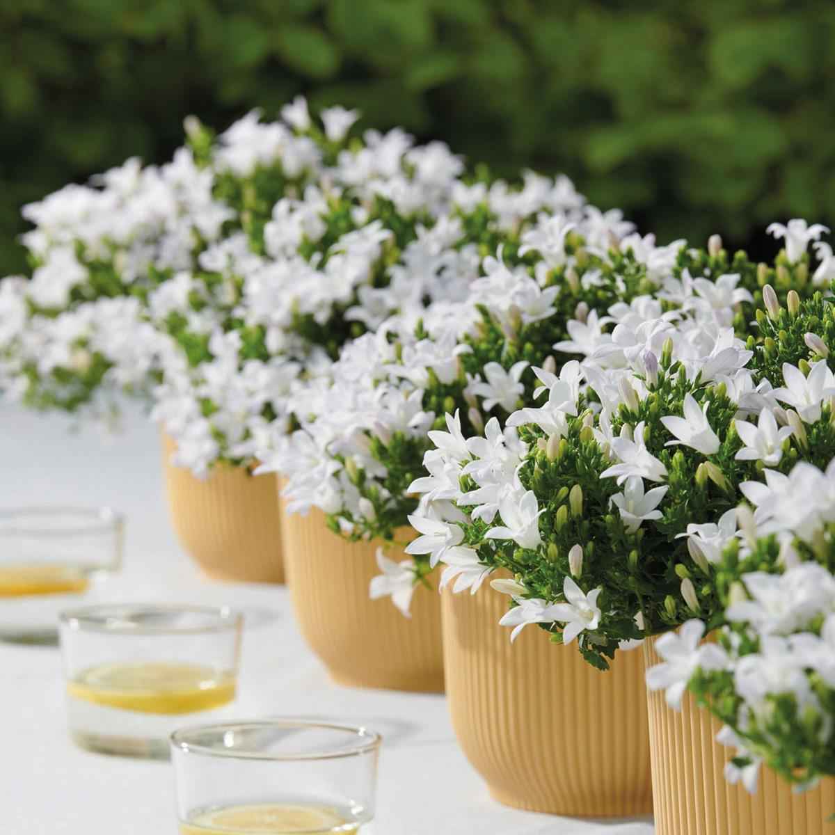 Image of Campanula Addenda Ambella weiß 6er Set – Glockenblume weiß Topfgröße 12cm – winterhart, lang blühend – Bodendecker für ca.1m²-3