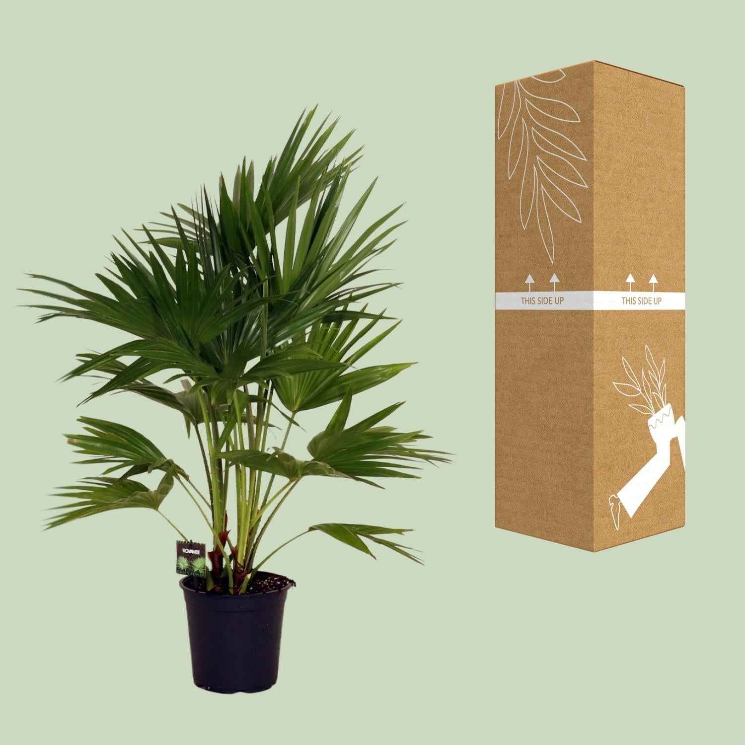Image of Livistona Chinensis – Fächerpalme – Zimmer – & Terrassenpflanze – Ø24cm – Ca. 100cm hoch