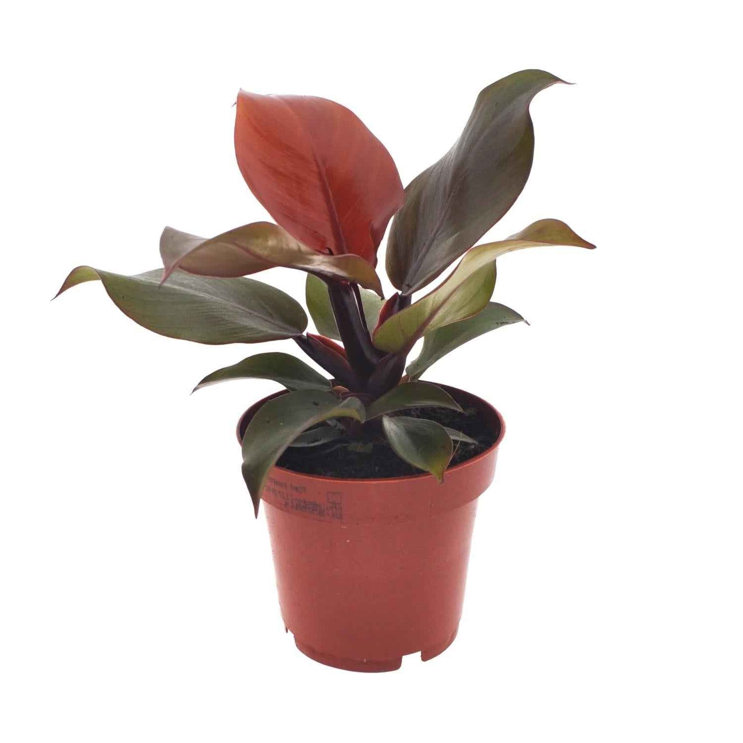 Image of Philodendron Imperial Red – Ø12cm – ↕25cm – Tropische Zimmerpflanze – Luftreinigend & dekorativ – Pflegeleicht