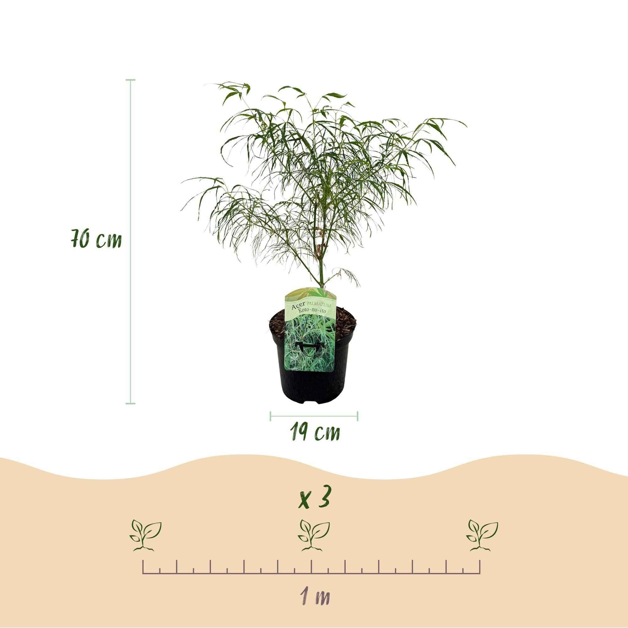 Image of Japanischer Ahorn – Acer palmatum 'Koto – no – ito' – 2 Pflanzen – ca. 70cm hoch – Ø19cm – feingliedriges grünes Laub – Balkon – & Gartenpflanze-4