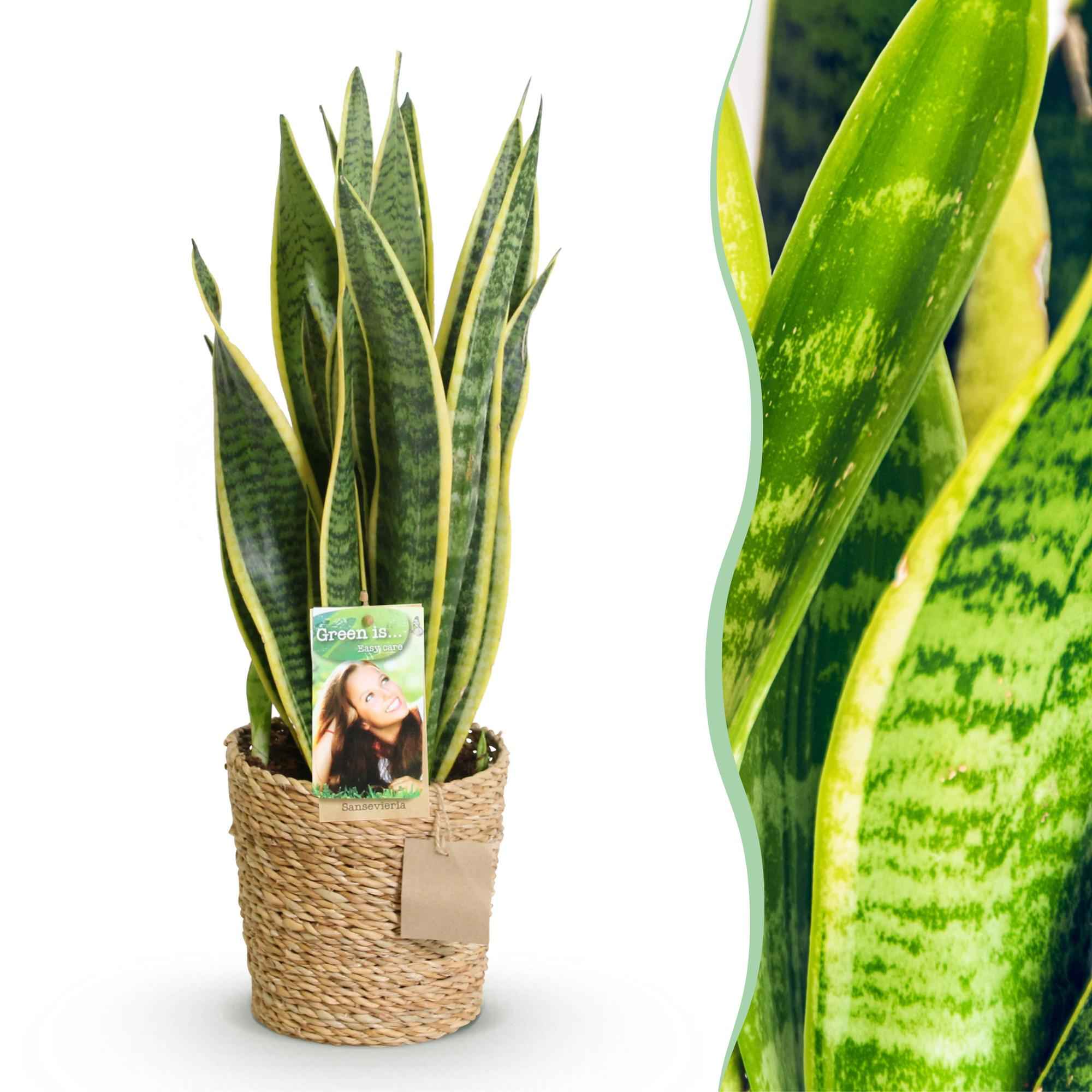 Image of Sansevieria Laurentii – 60-70cm – 17cm inkl. Naturkorb – Pflegeleichte Schwiegermutterzunge – Grün – Gelbes Blattwerk