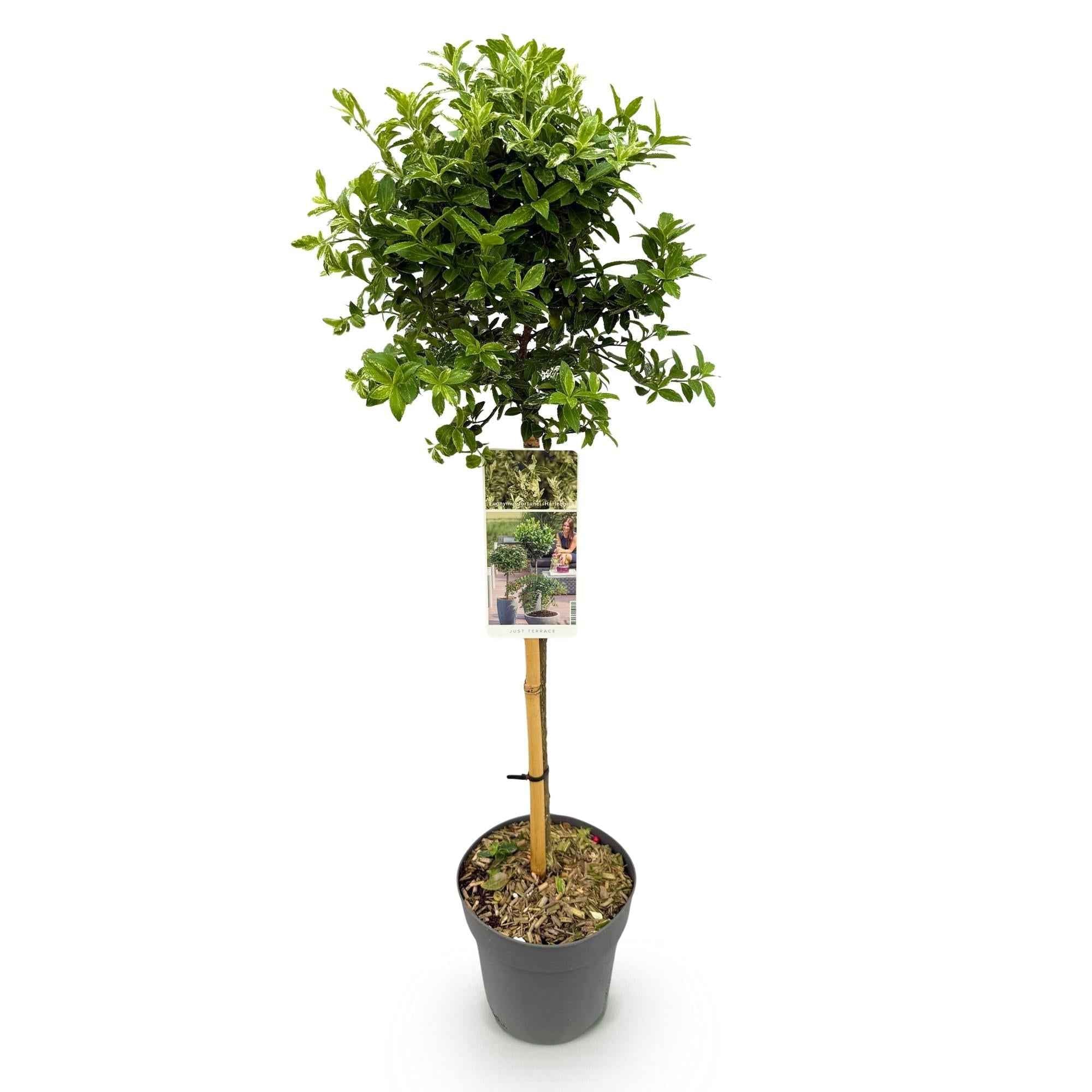 Image of Euonymus fortunei ‘Harlequin’ – Immergrüne Stamm – Pflanze – Terrassen – & Gartenpflanze – pflegeleicht & kompakt – Topf Ø19cm – Höhe ca. 90cm-1