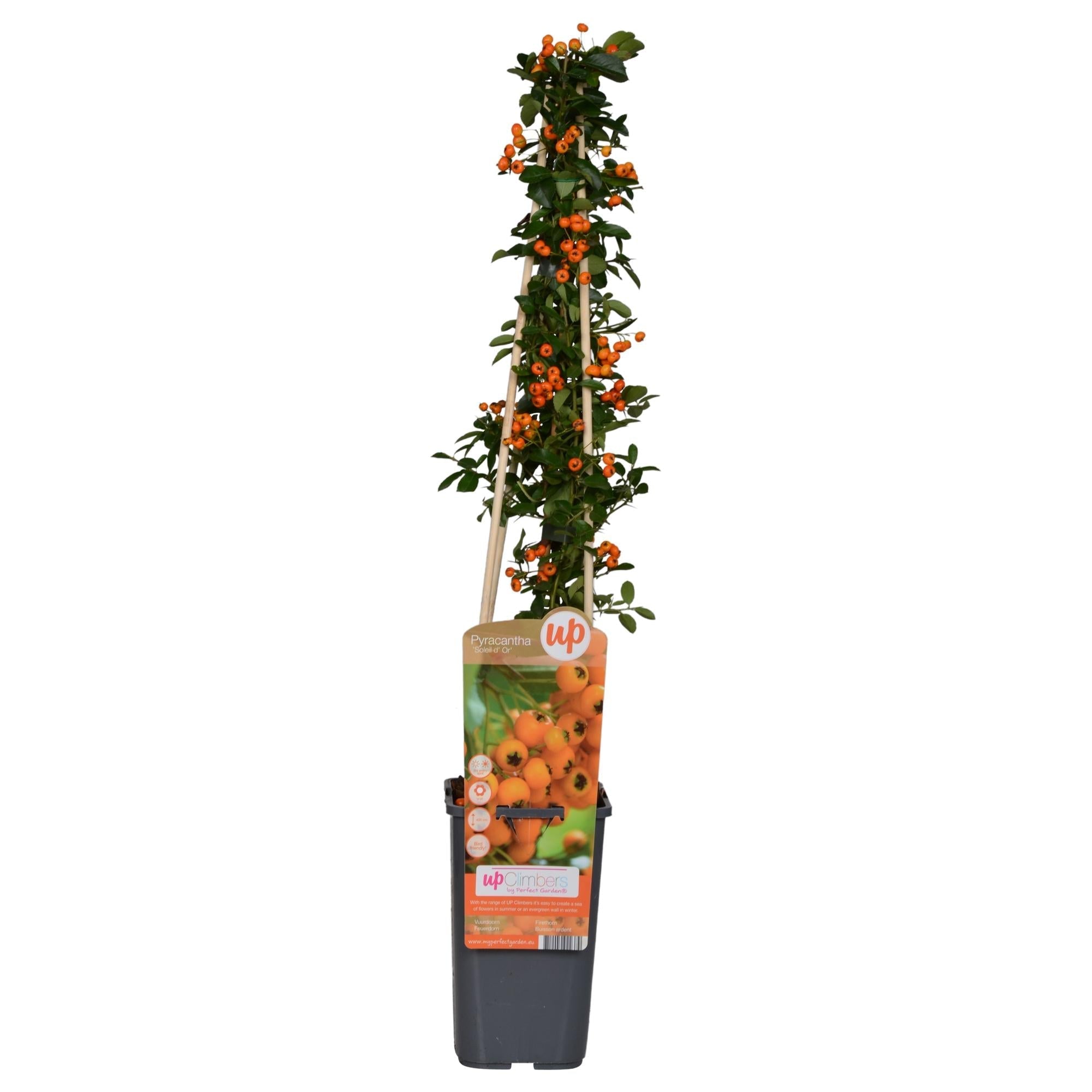 Image of Feuerdorn – Pyracantha 'Soleil d’Or' – Ø15cm ↕65cm – Immergrüner Strauch mit gelben Beeren – Winterhart & vogelfreundlich-0