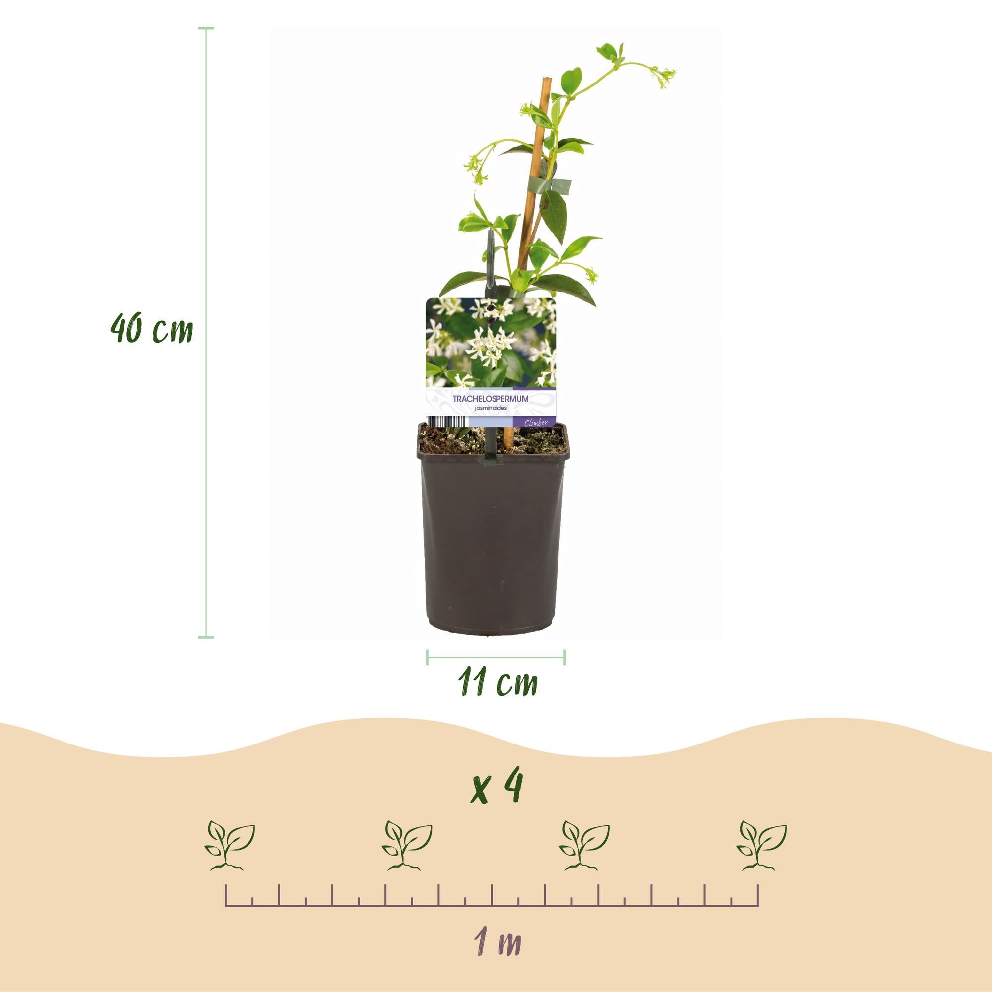 Image of Trachelospermum jasminoides – Toskanischer Sternjasmin – 2 Pflanzen 11cm – ca. 40cm hoch – Immergrüne duftende Kletterpflanze-3