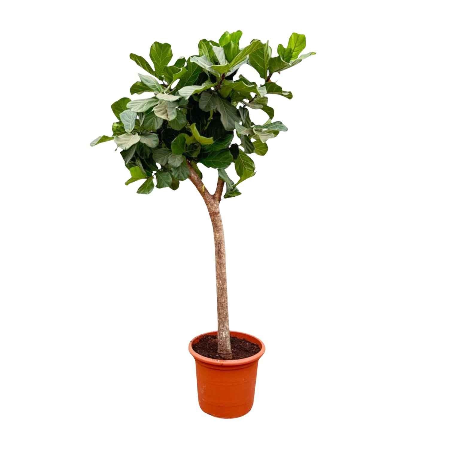 Image of Ficus Lyrata Baum XXL 230cm – Geigenfeige Zimmerpflanze extra groß – Ø40-45cm – große glänzende Blätter – ideal für Wohnzimmer & Büro-0