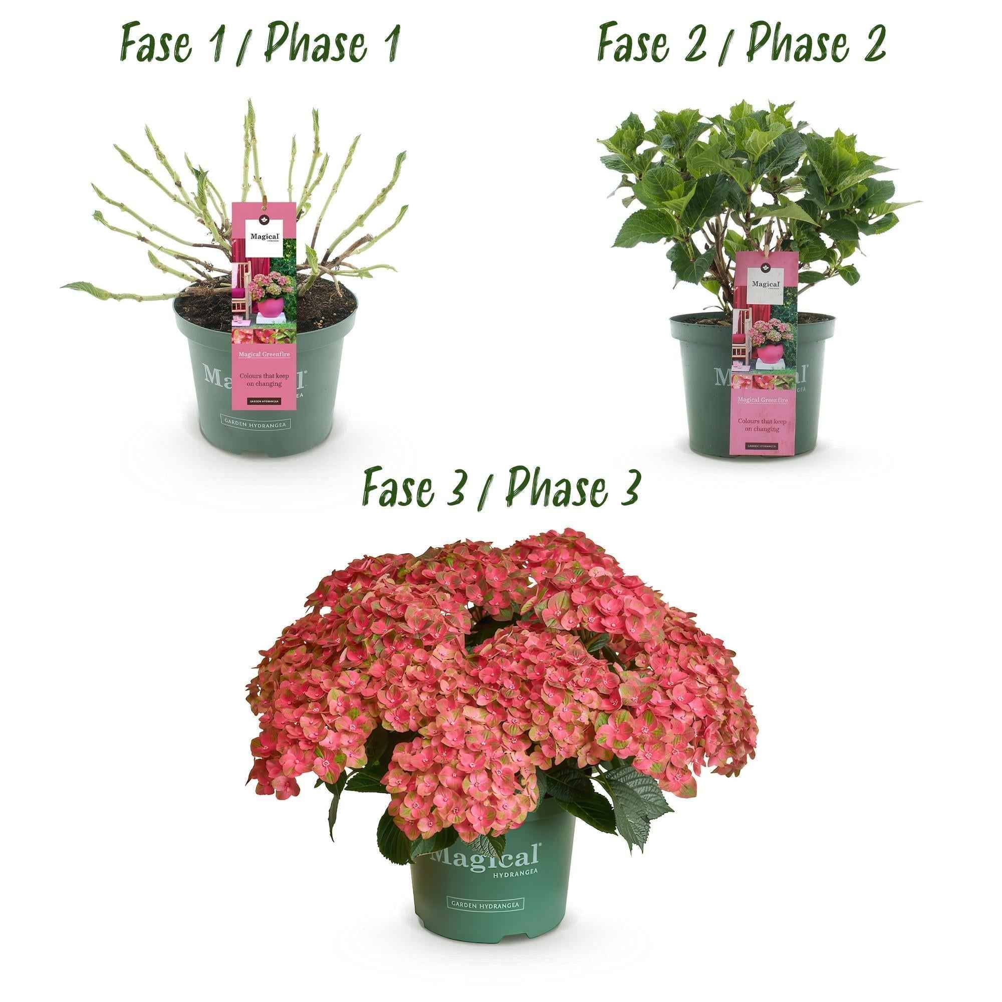 Image of Hortensie Magical Green Fire – Hydrangea macrophylla – Rosa – Grün – Balkonpflanze – Im 23cm Topf – Ca. 55cm hoch – 6-10 Blüten – Pflegeleicht-4
