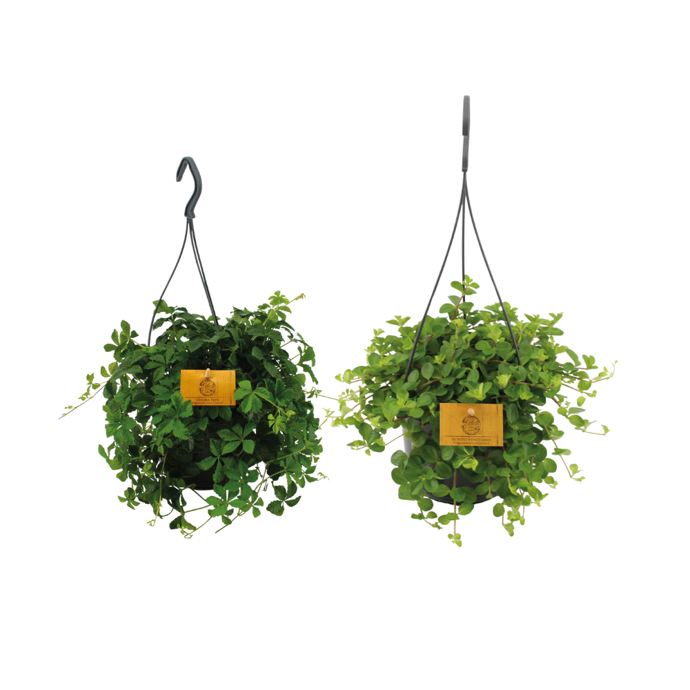 Image of Hängepflanzen-Duo – 2 Pflanzen– Ø15cm – Höhe ca. 25cm – Üppige, pflegeleichte Zimmerpflanzen – Ideal für Haken, Pflanzenständer & Innenbereiche-0