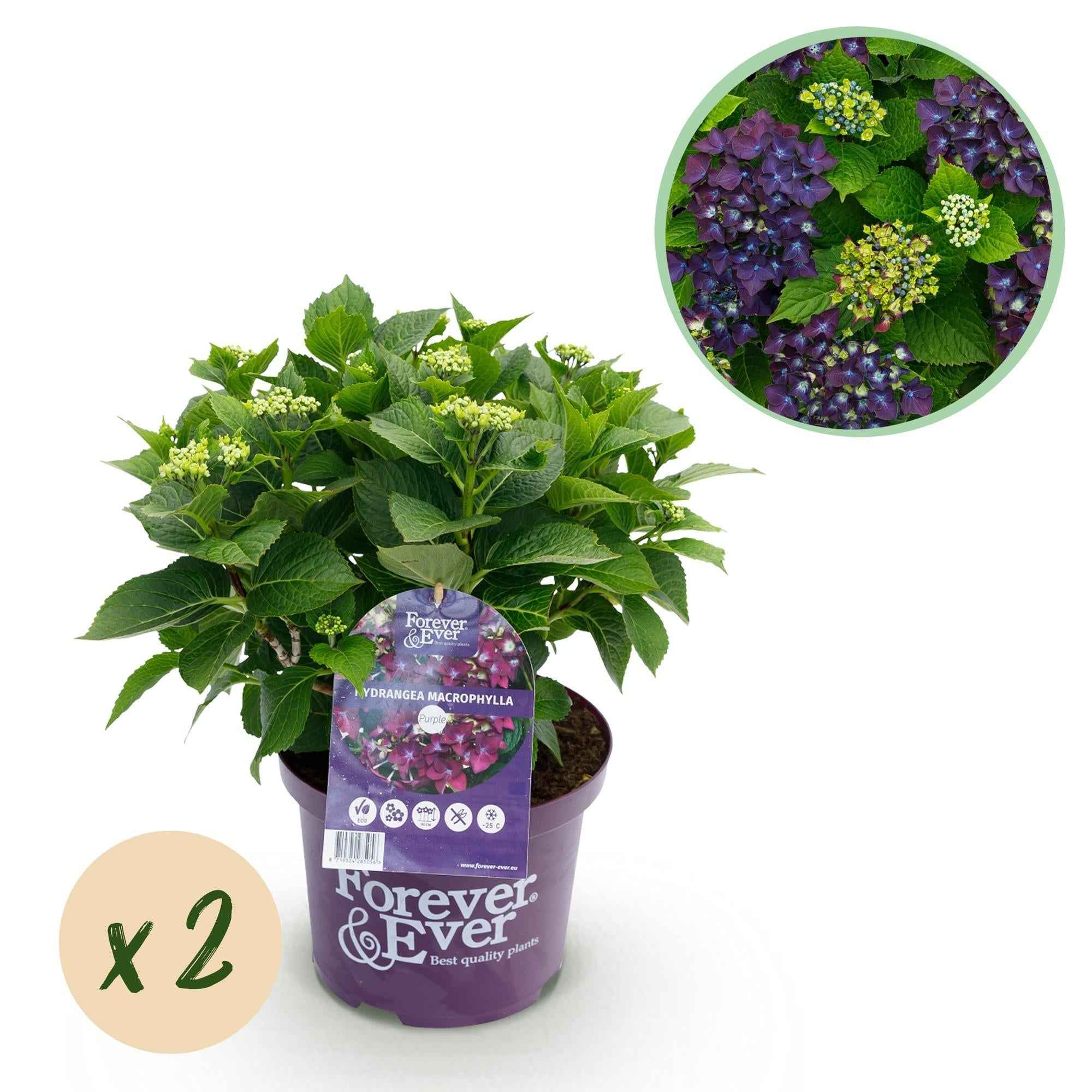 Image of Hortensie Forever & Ever – Lila – 2 Pflanzen – Hydrangea macrophylla – 23cm – Ca. 55cm hoch – 7-12 Blüten – Für Balkon, Terrasse & Beet-0
