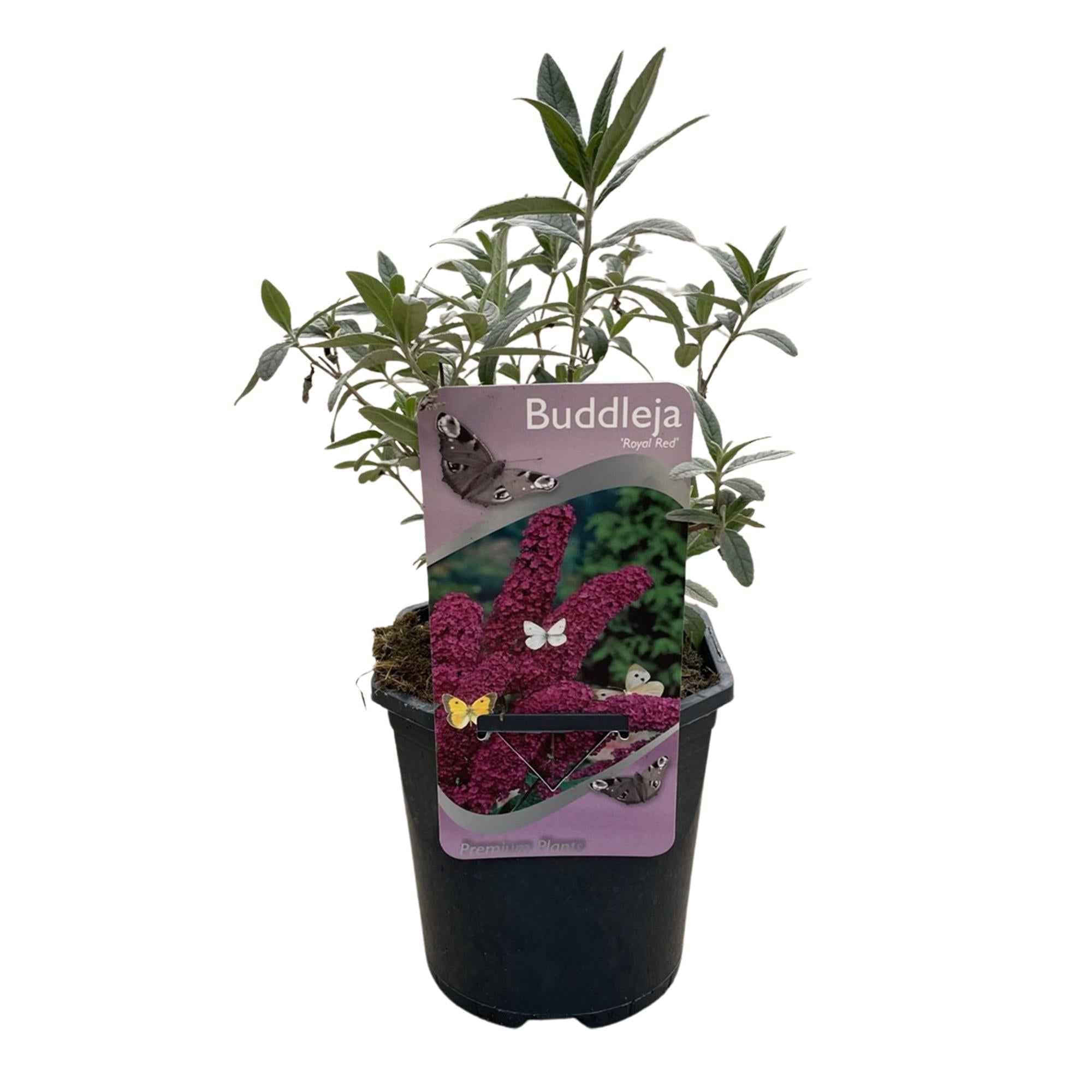 Image of Schmetterlingsstrauch Buddleja davidii Royal Red – Rote Blüten – Laubabwerfend – Schmetterlingsfreundlich – 17cm Höhe 25cm-2