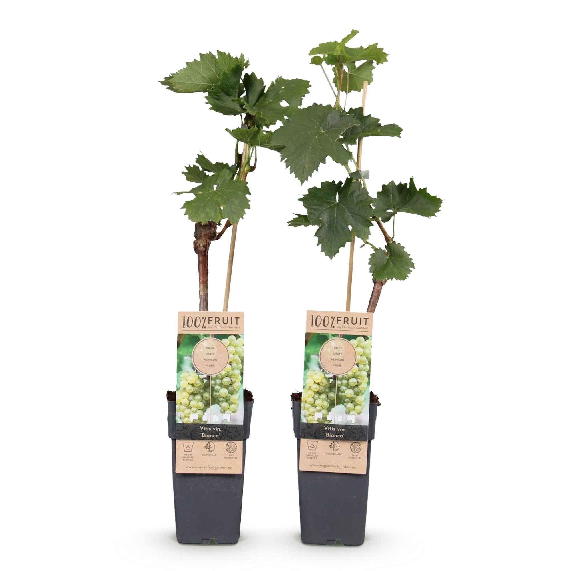 Image of Weinrebe Vitis vinifera 'Bianca' – Weiße Traube – 2 Pflanzen – Ø15cm – Höhe ca. 50cm – Süße Tafeltrauben – Reich an Vitaminen