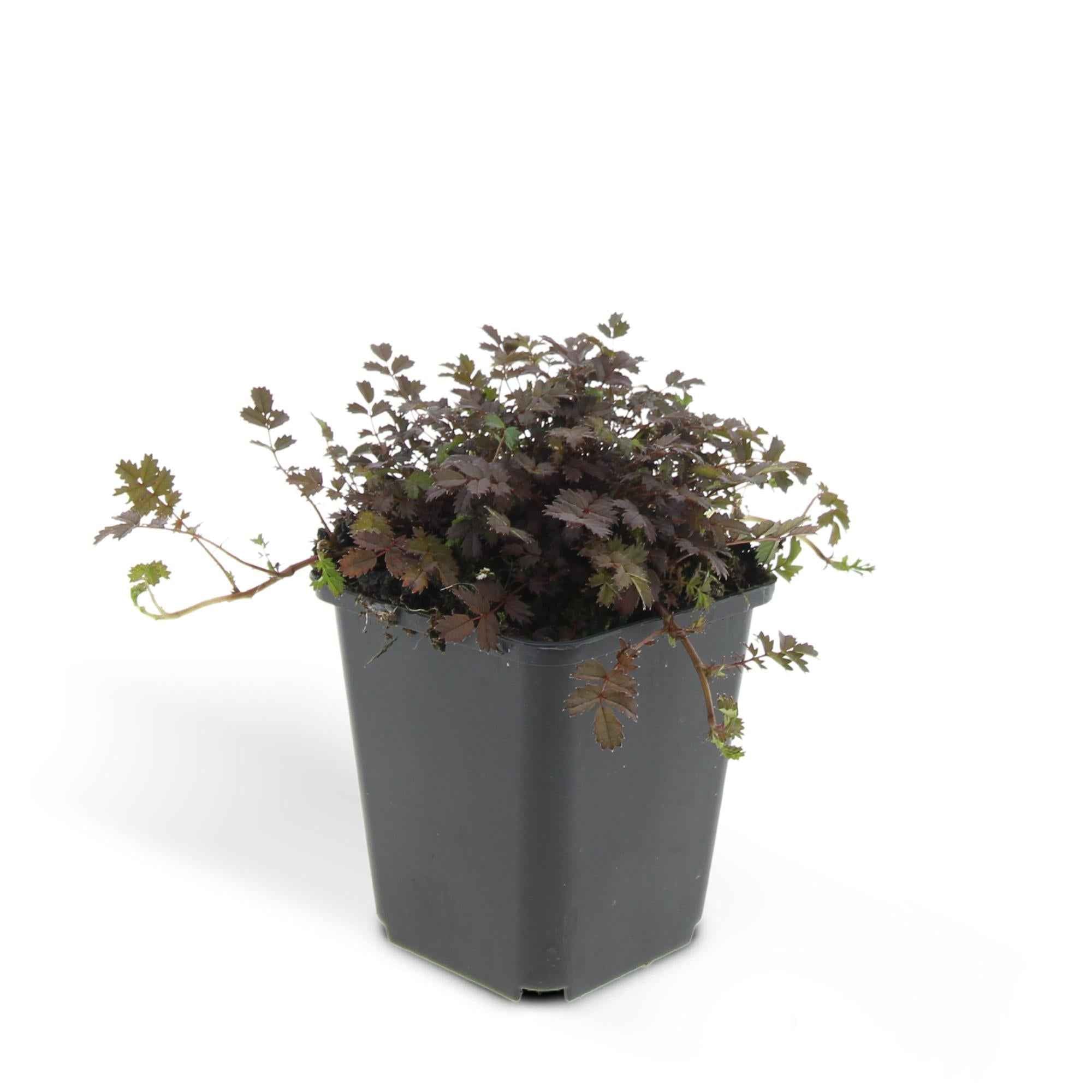 Image of Acaena microphylla 'Kupferteppich' – Bodendecker Ø9cm – Höhe 10-25cm – Flachwachsende, pflegeleichte Pflanze – Für Garten, Steingarten & Wege-4