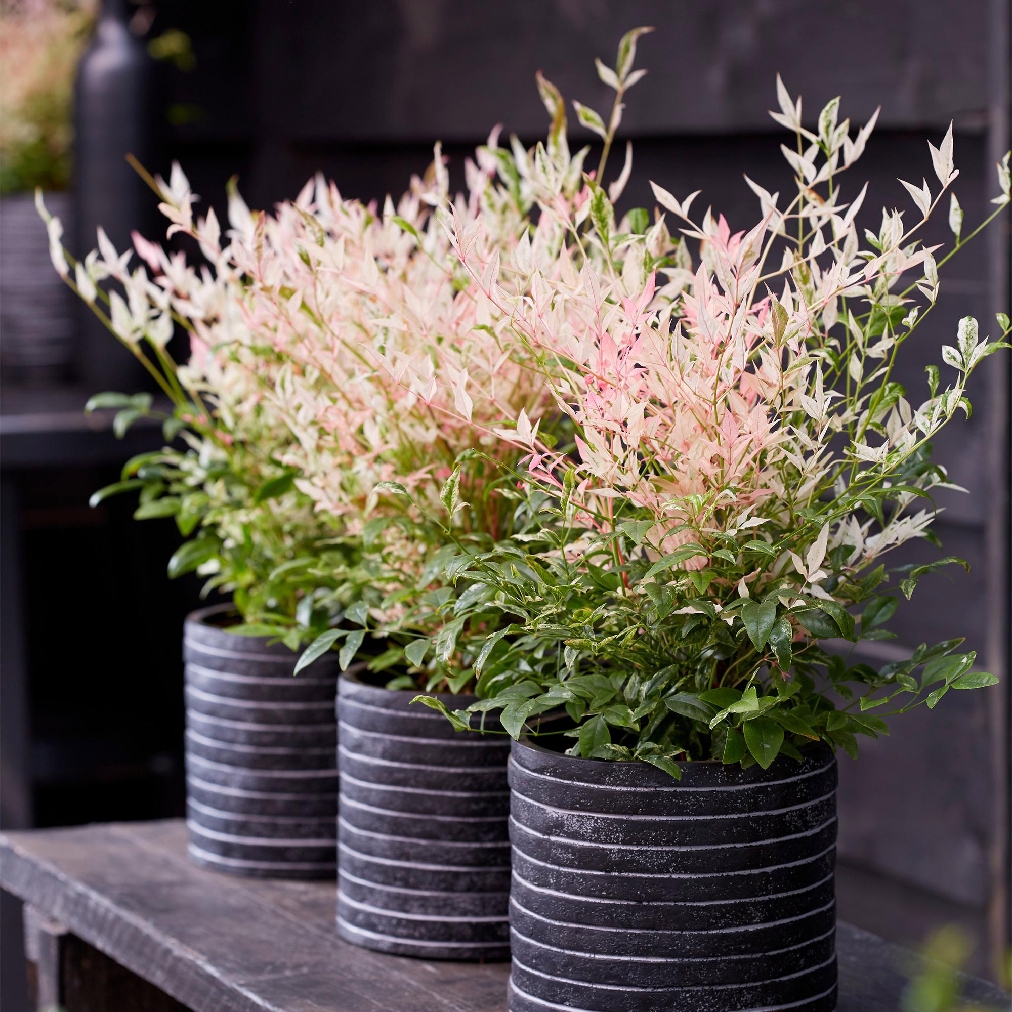 Image of Heiliger Bambus Nandina Twilight – 17cm Höhe ca.45cm – Immergrün & farbwechselnd – Bunt rosa Laub – Pflegeleichter dekorativer Zierstrauch-4