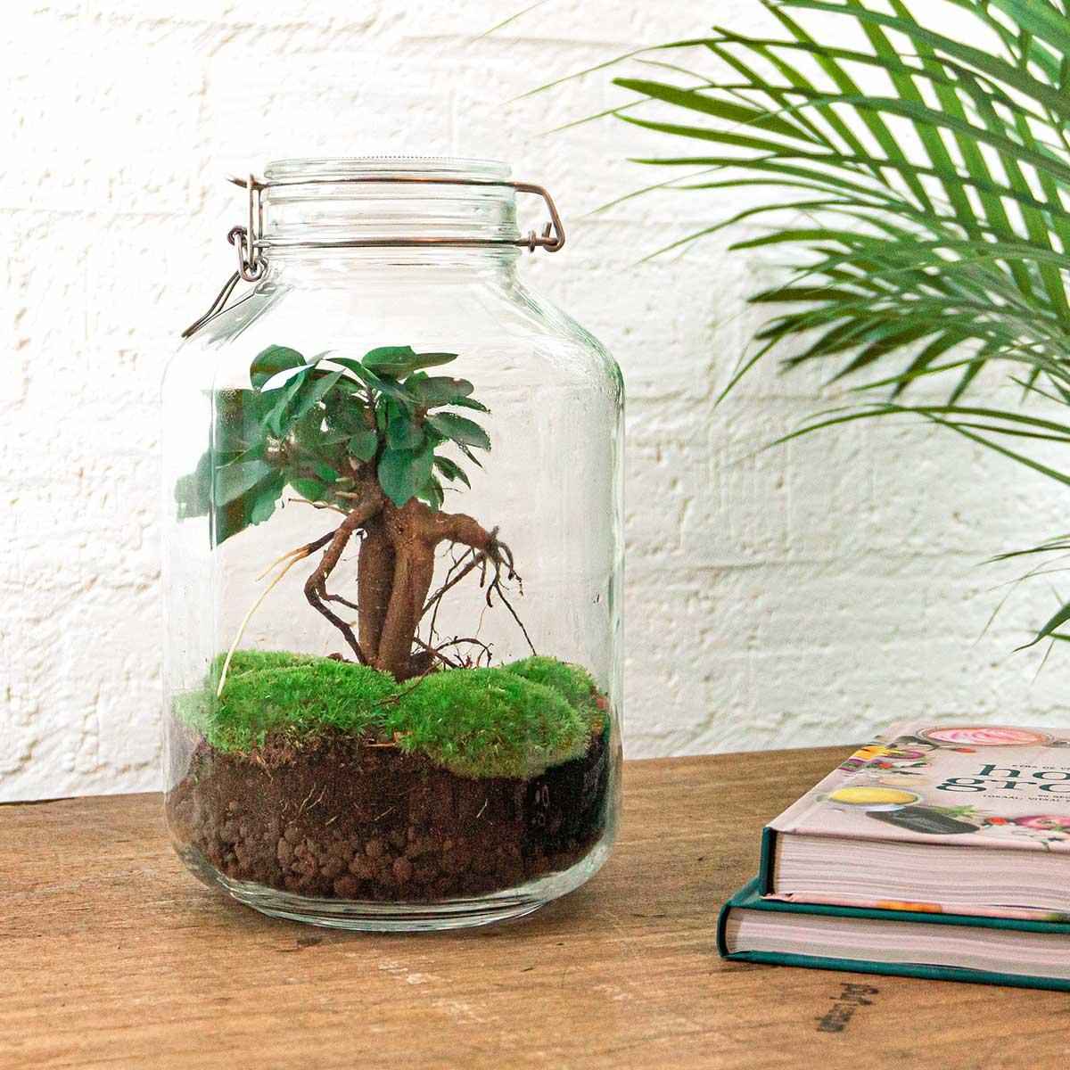 Image of Flaschengarten DIY Bausatz Ficus Ginseng Bonsai – Terrarium Ø18cm H28cm – Selbstbewässerndes Mini – Ökosystem – Do – It-1