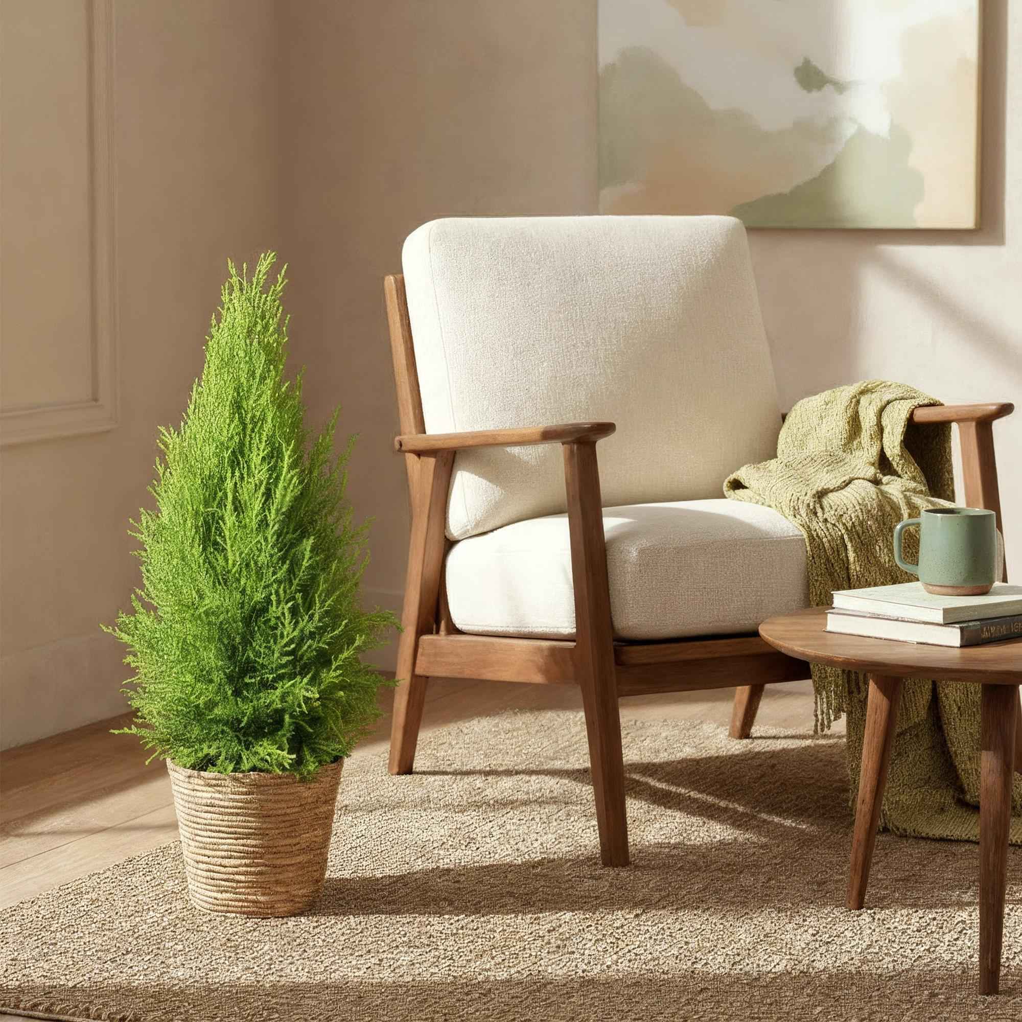 Image of Cupressus Gold Crest Wilma – 85-95cm – 21cm inkl. Naturkorb – Pflegeleichte Zimmerkonifere-3
