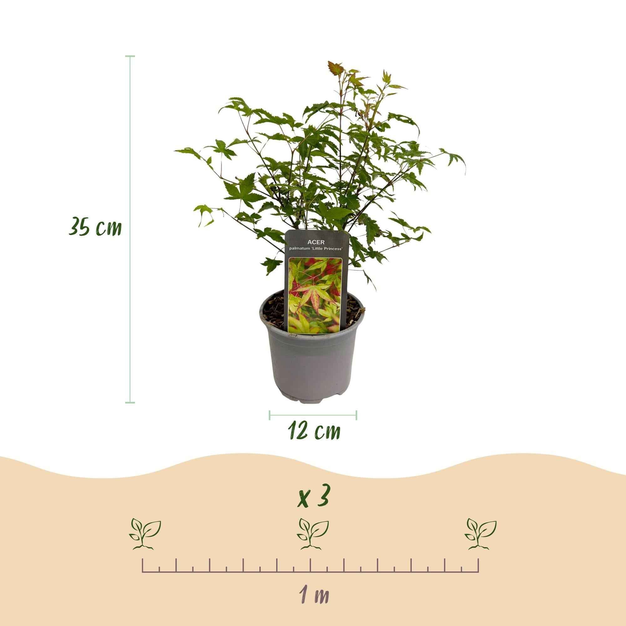Image of Ahorn Acer palmatum Little Princess – Grün – Laubabwerfend – Wenig Pflege – 12cm Höhe 35cm-4