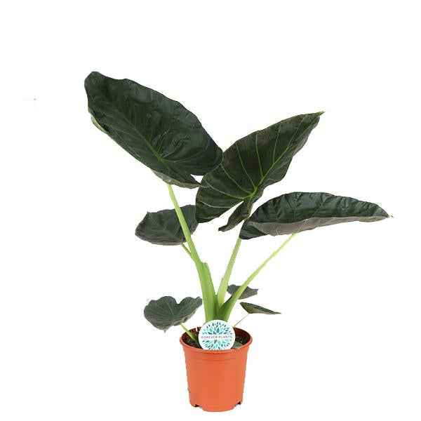 Image of Elefantenohr Alocasia Regal Shield – große Zimmerpflanze mit herzförmigen Blättern – Höhe ca. 90cm Ø21cm