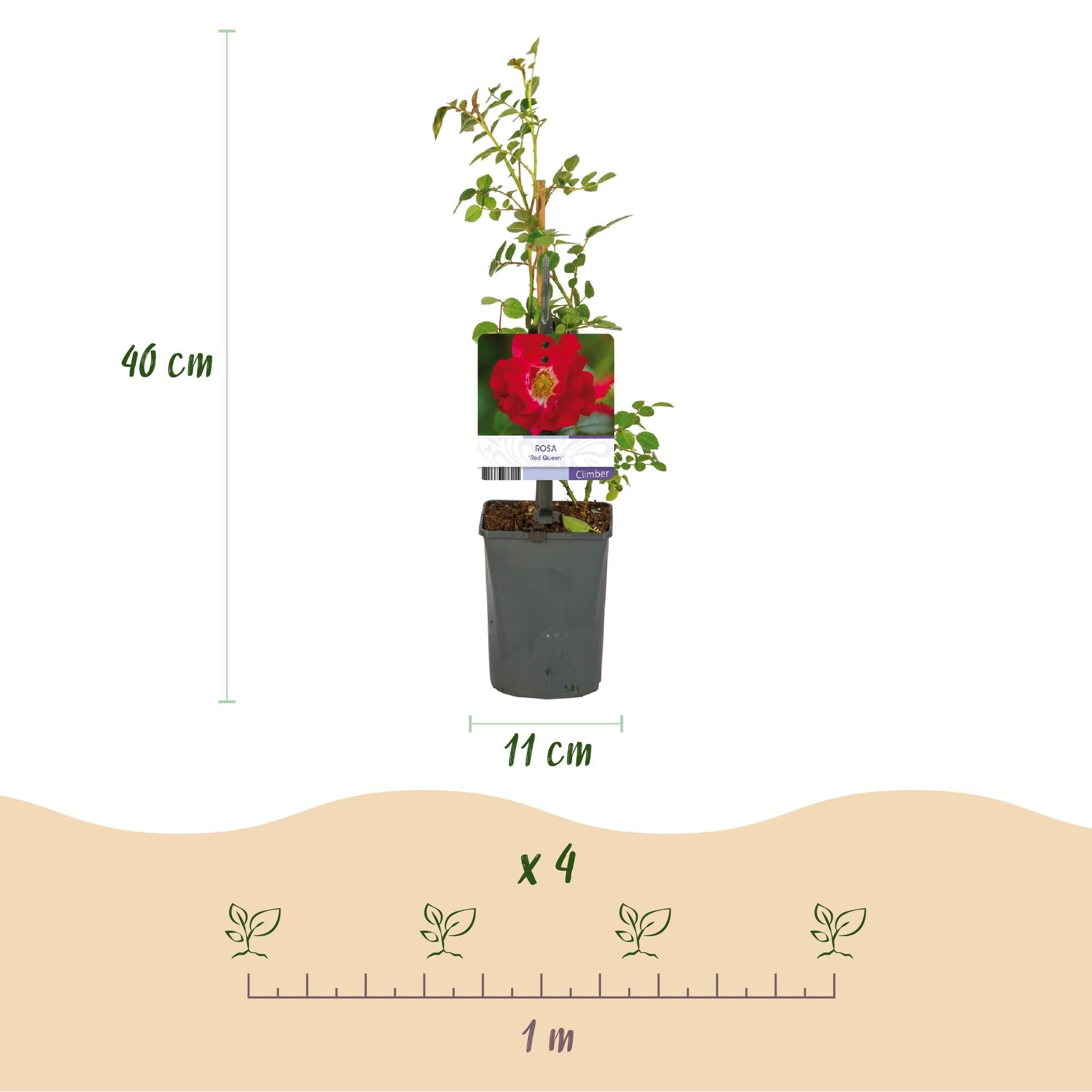 Image of Kletterrose – Rosa Red Queen – Rote Blüten – Stark duftend – 2 Pflanzen – 11cm – Höhe 40cm – Geringer Pflegeaufwand-2