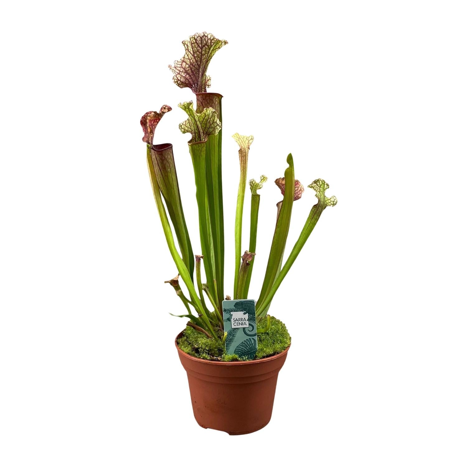 Image of Schlauchpflanze Sarracenia 'Judith Hindle' – Karnivore Zimmerpflanze – Ø12cm – ca. 30cm hoch – Exotisch & pflegeleicht – Für helle bis halbschattige Standorte-0
