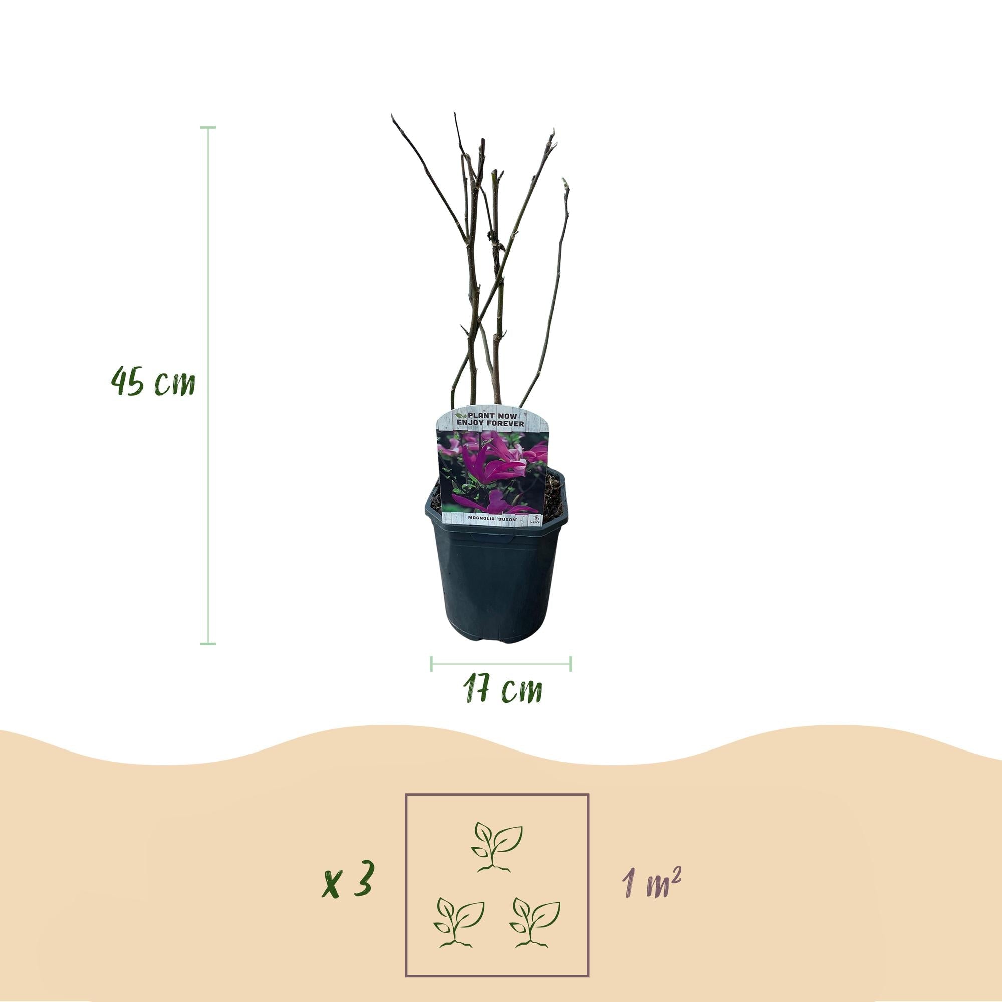 Image of Purpur – Magnolie Magnolia Susan – Strauch – Blumen dunkelrosa – Wenig Pflege – 17cm Höhe 45cm – Frühjahrsblüher für Garten & Terrasse-3