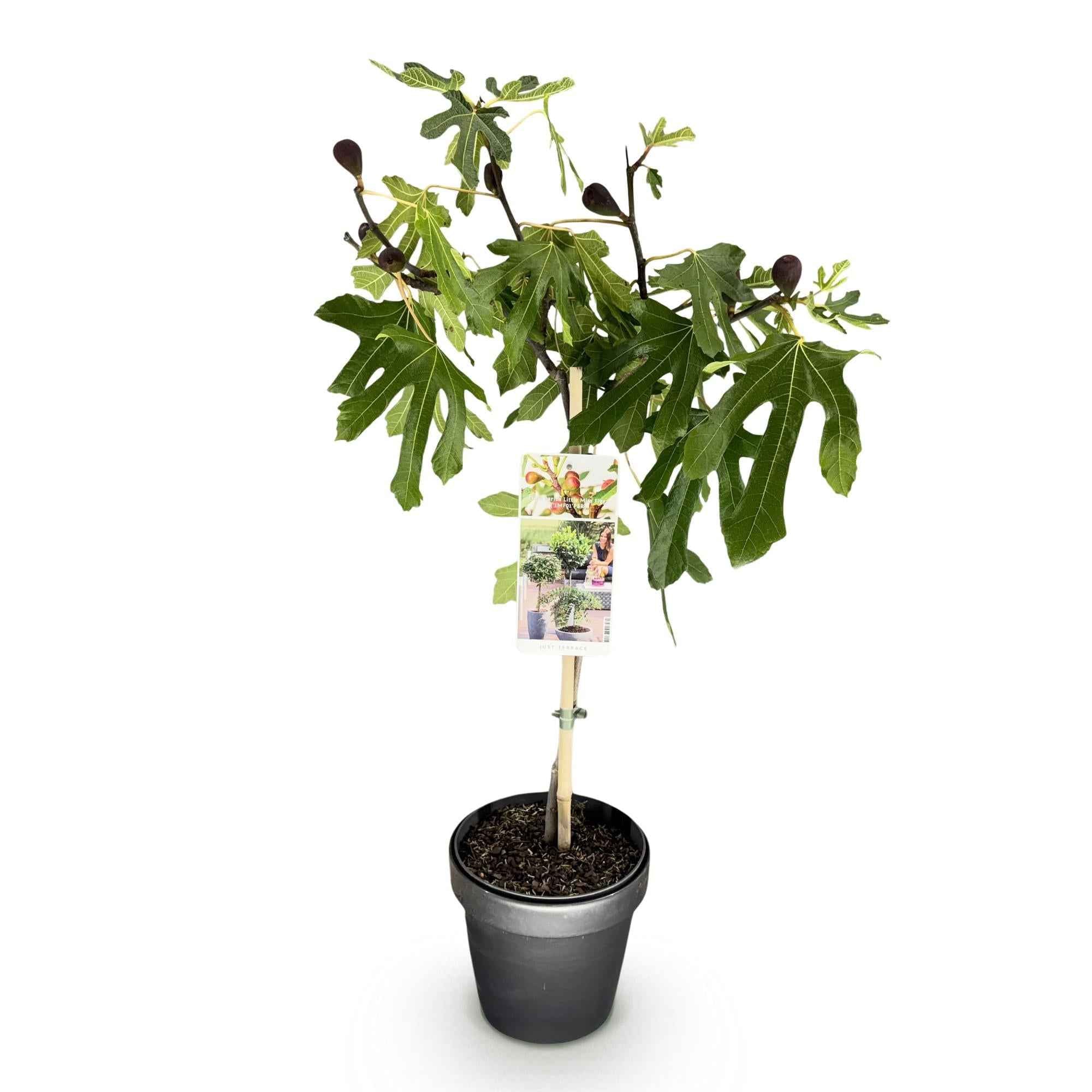 Image of Feigenbaum Ficus carica Little Miss Figgy – 19cm Höhe ca.90cm – Winterhart & laubabwerfend – Kompakter Feigenbaum mit grünen Früchten-1