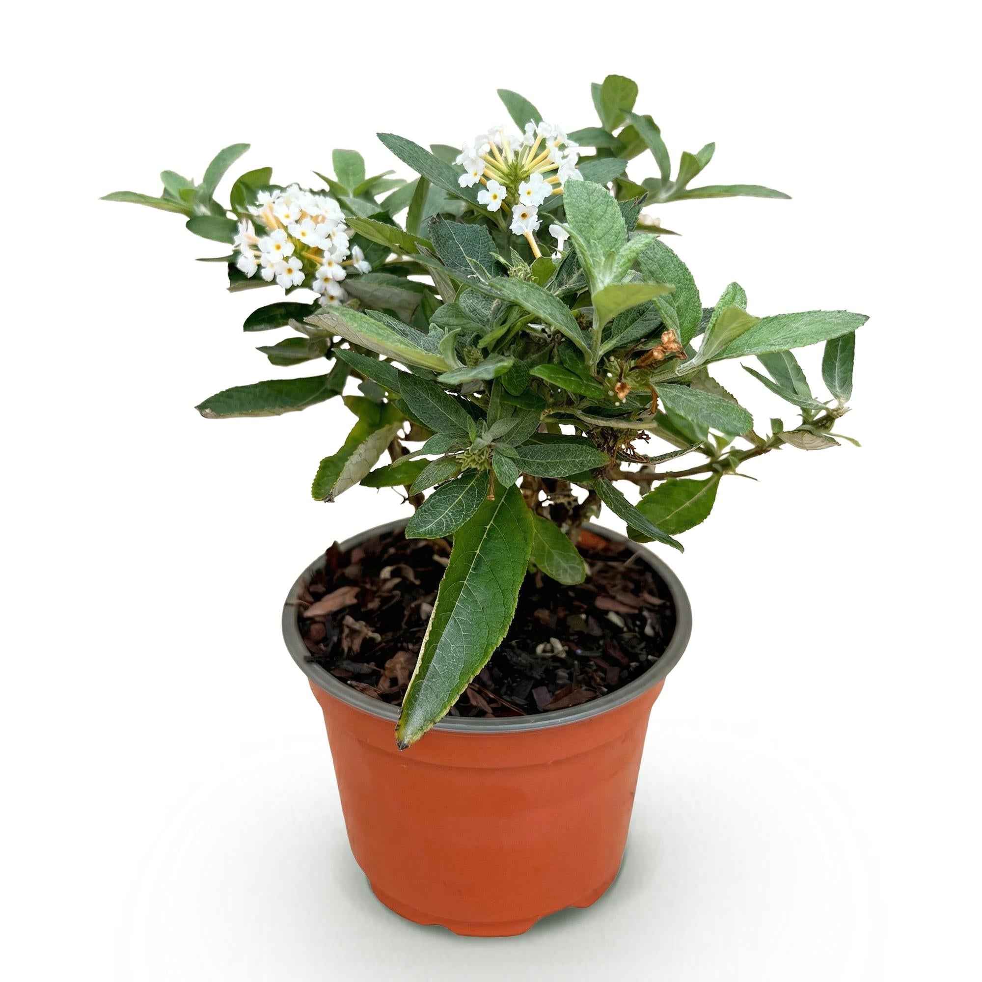 Image of Schmetterlingsstrauch Buddleja davidii Butterfly Candy Little White kompakt weiß 20-25cm im 12cm Topf bienenfreundlich duftend für Garten Balkon