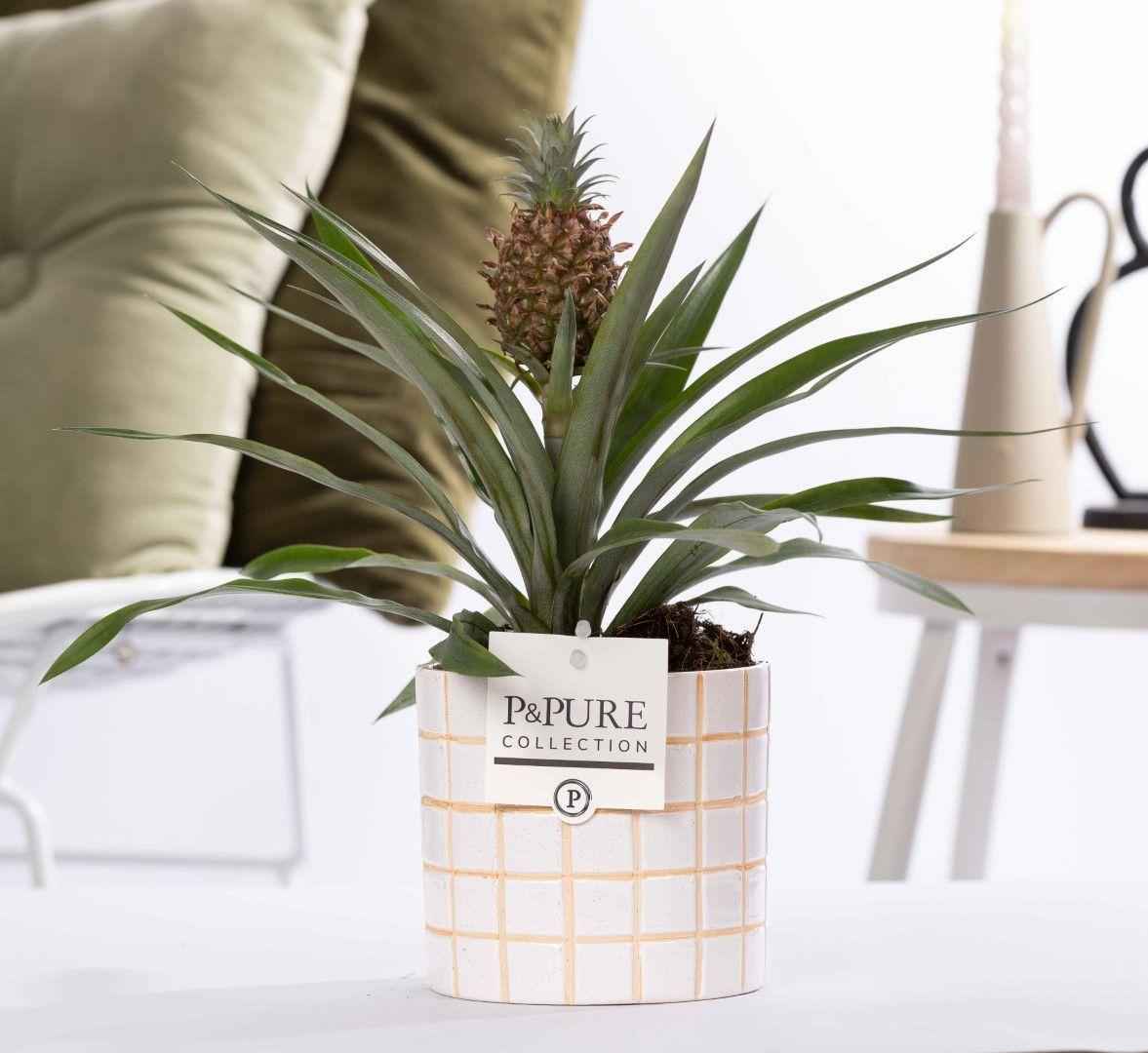 Image of Ananas Rosita in Keramiktopf – Ø12cm ↕35cm – Exotische Zimmerpflanze mit pinker Frucht – Tropische Ananaspflanze im Designer – Keramiktopf-0