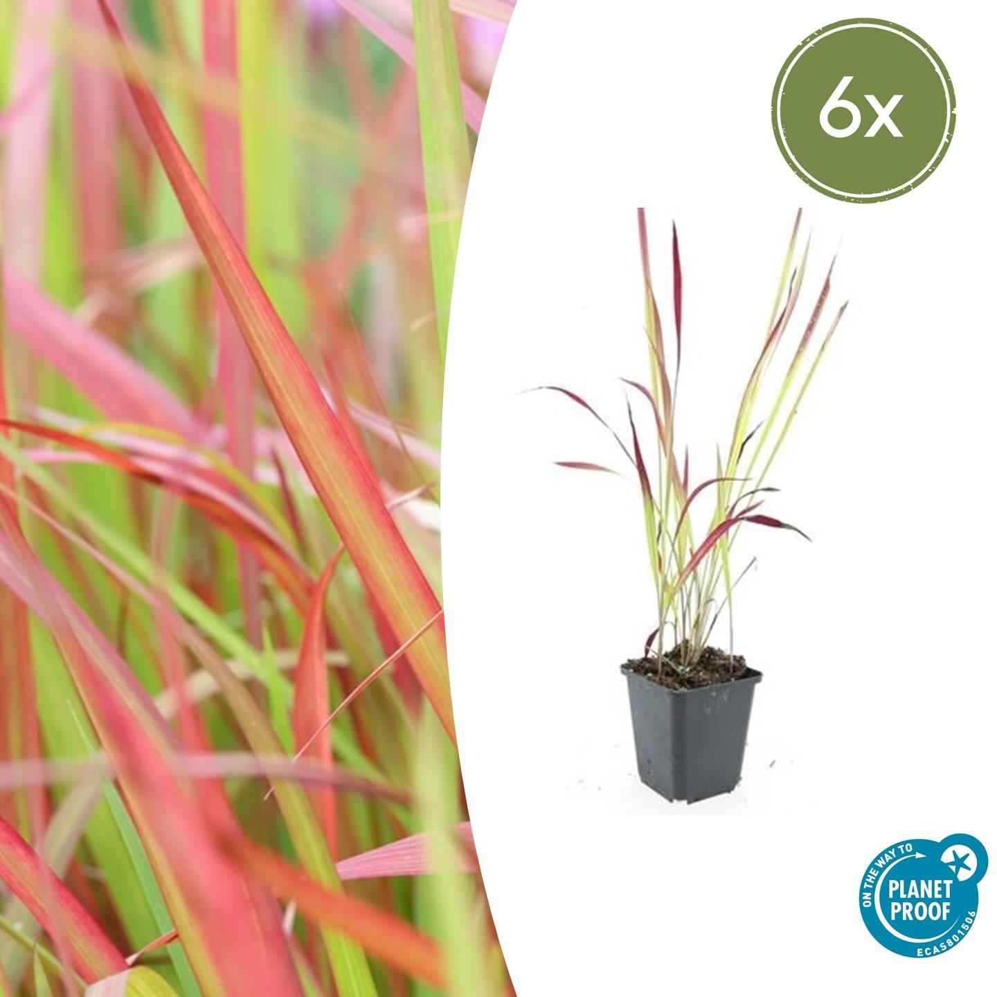 Image of Japanisches Blutgras Imperata cylindrica 'Red Baron' – ↕10-25cm – Ø9cm – 6 Pflanzen – Winterhartes Ziergras mit roten Blattspitzen