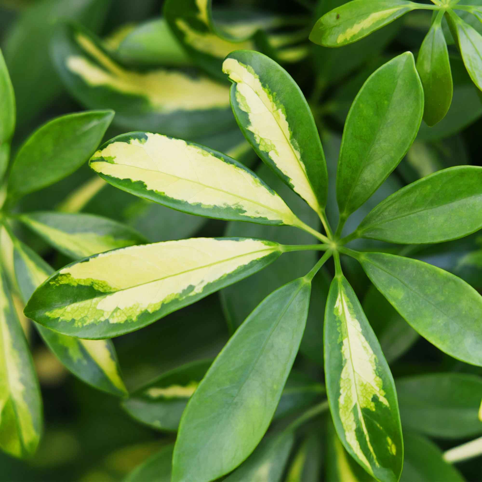 Image of Schefflera Gold Capella – 70-81cm – 21cm – Pflegeleichter Fingerbaum in Grün – Gold – Große luftreinigende Zimmerpflanze für Wohn – & Arbeitsräume-4