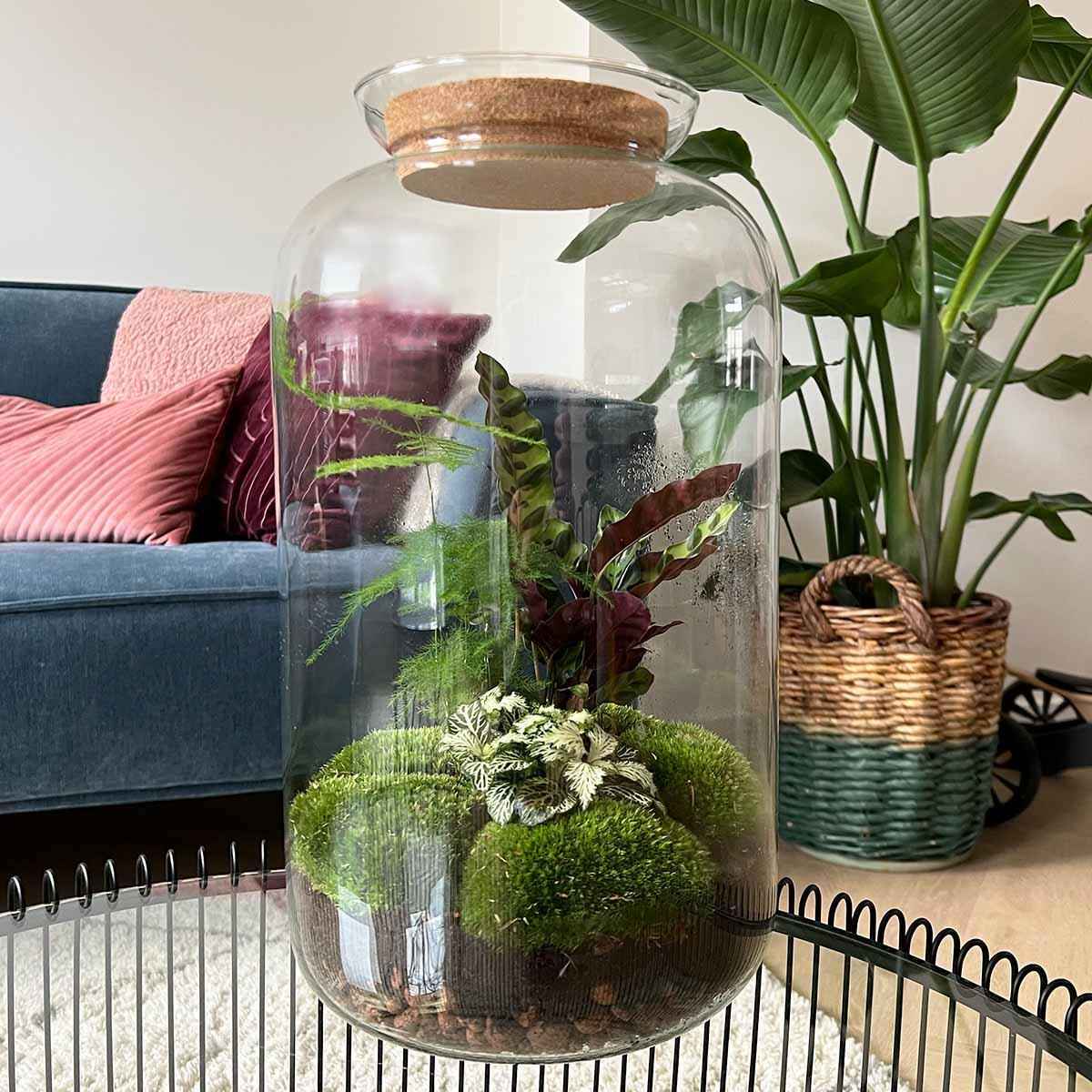 Image of Flaschengarten Botanical Sven XL – DIY Bausatz Terrarium – ↕43cm – Do – It – Yourself Pflanzen – Set mit Korkdeckel – Autarkes Ökosystem-1