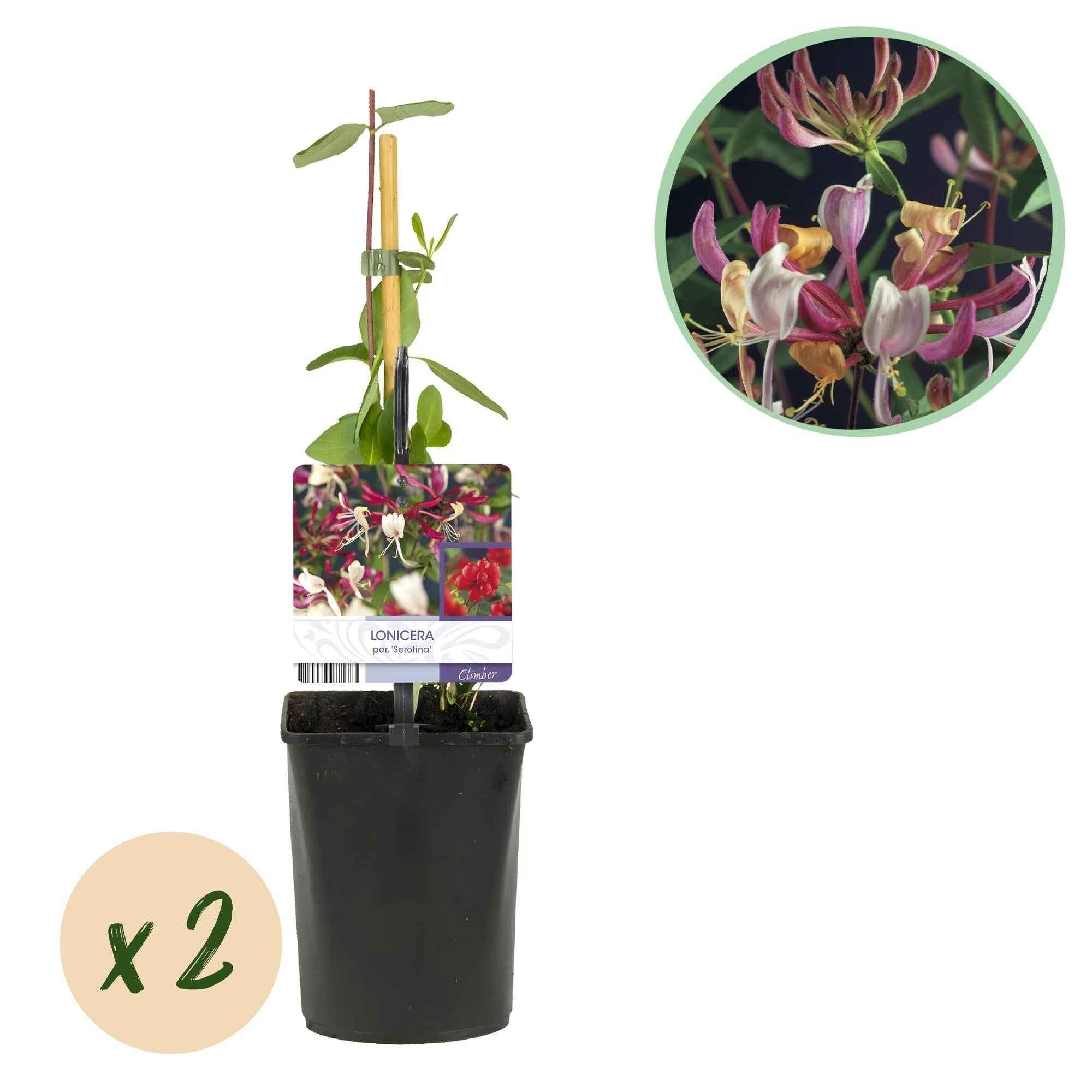 Image of Kletterpflanze Lonicera Serotina – Rosa – Weiße Blüten – Spätsommerblüte – 2 Pflanzen – 11cm x H40cm – Winterhart & Pflegeleicht-1