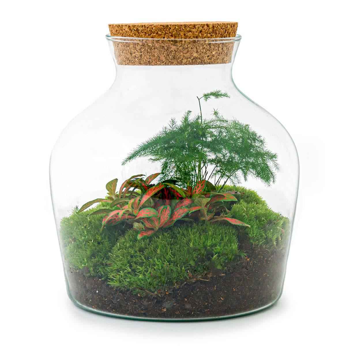 Image of Flaschengarten Little Joe – DIY Bausatz Terrarium – ↕21,5cm – Do – It – Yourself Pflanzen – Set im Glas – Autarkes Mini – Ökosystem-0