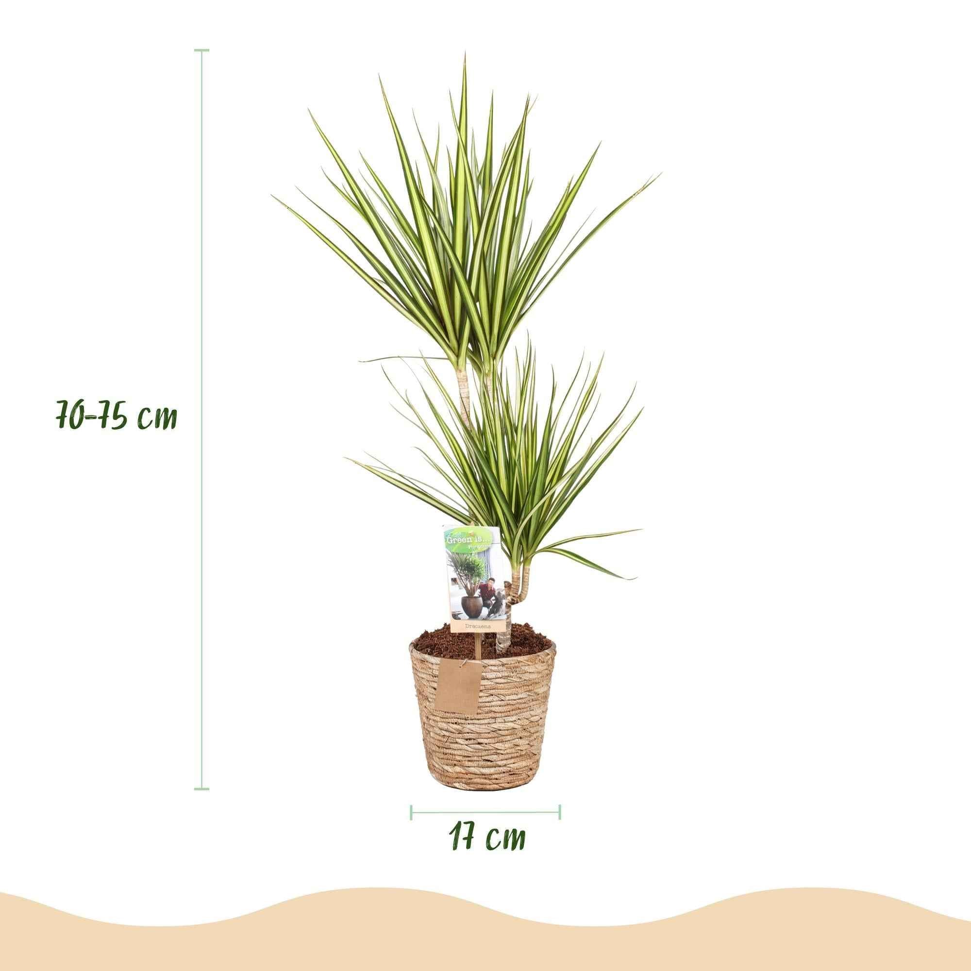 Image of Dracaena Sunray – 70-75cm – 17cm inkl. Naturkorb – Pflegeleichter Drachenbaum – Grün – Gelbes Blattwerk-2