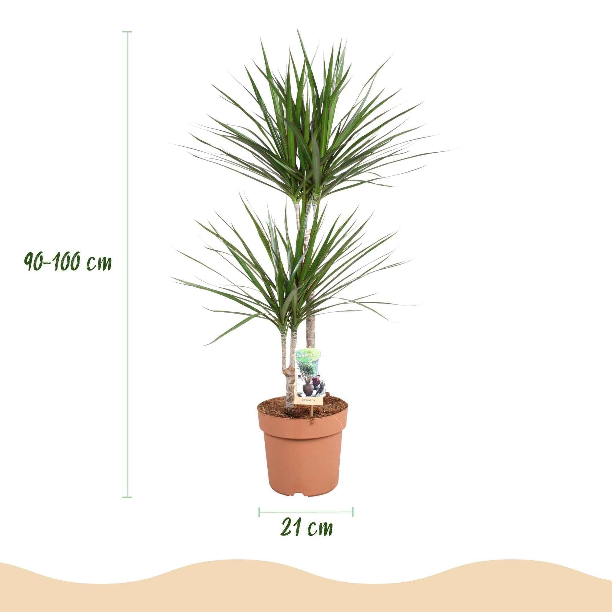 Image of Dracaena Marginata – Drachenbaum – 21cm – Höhe 90-100cm – Pflegeleichte grün – rote Zimmerpflanze für moderne Wohnräume und Bürobereiche-2