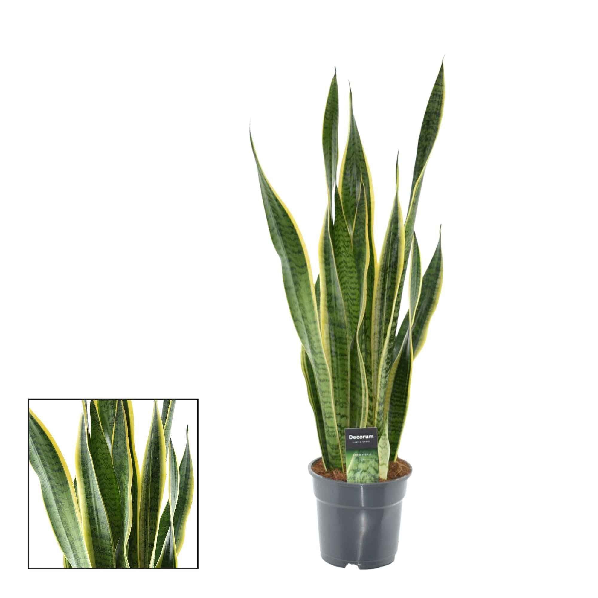 Image of Sansevieria Laurentii XL – Bogenhanf – Ø17cm Höhe ca. 70cm – Pflegeleichte Zimmerpflanze – Luftreinigend – Für Wohnzimmer, Büro & Schlafzimmer-0
