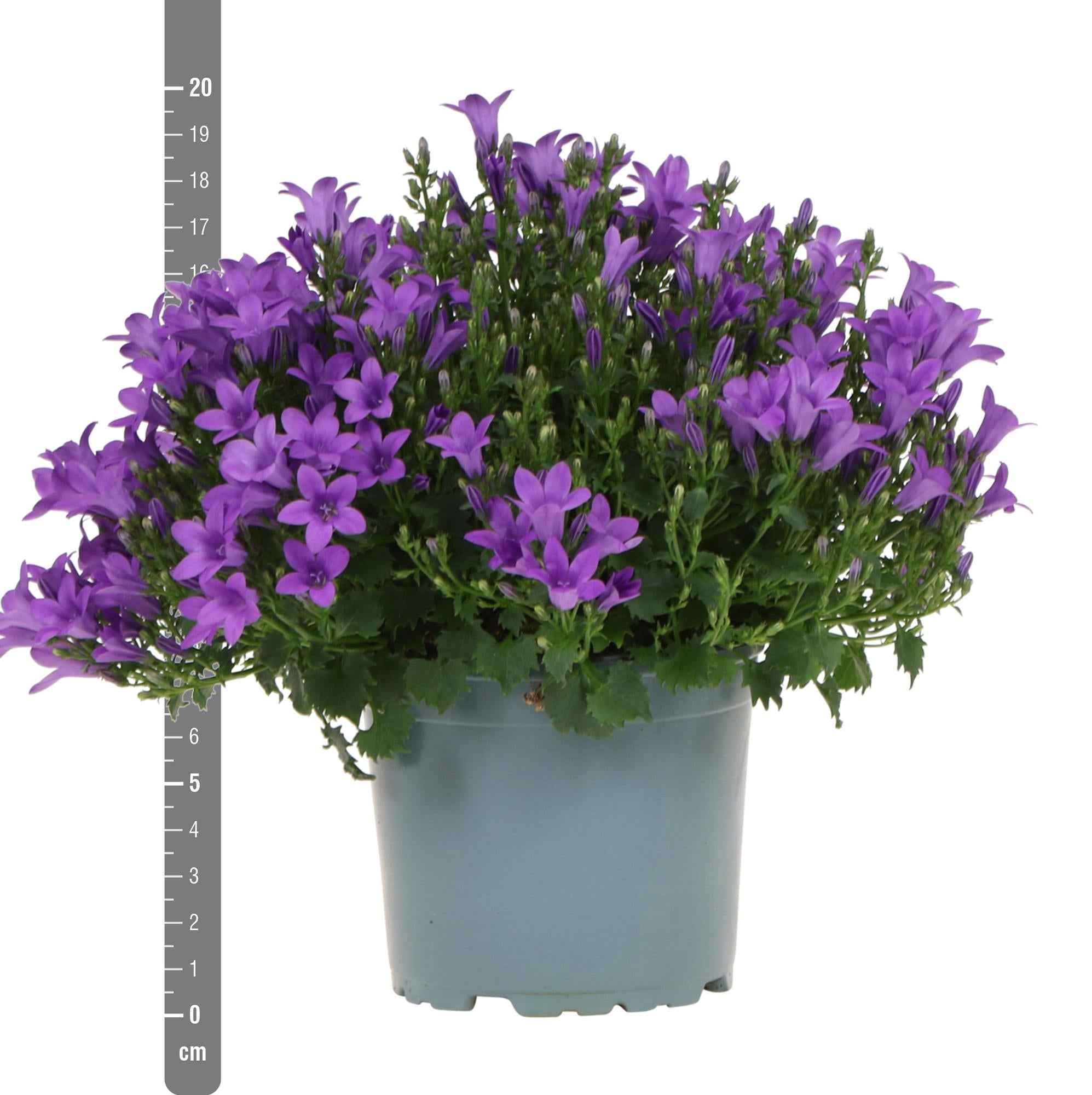 Image of Campanula Addenda lila 12cm – winterharte mehrjährige Glockenblume – Wuchshöhe ca.20-30cm – pflegeleicht