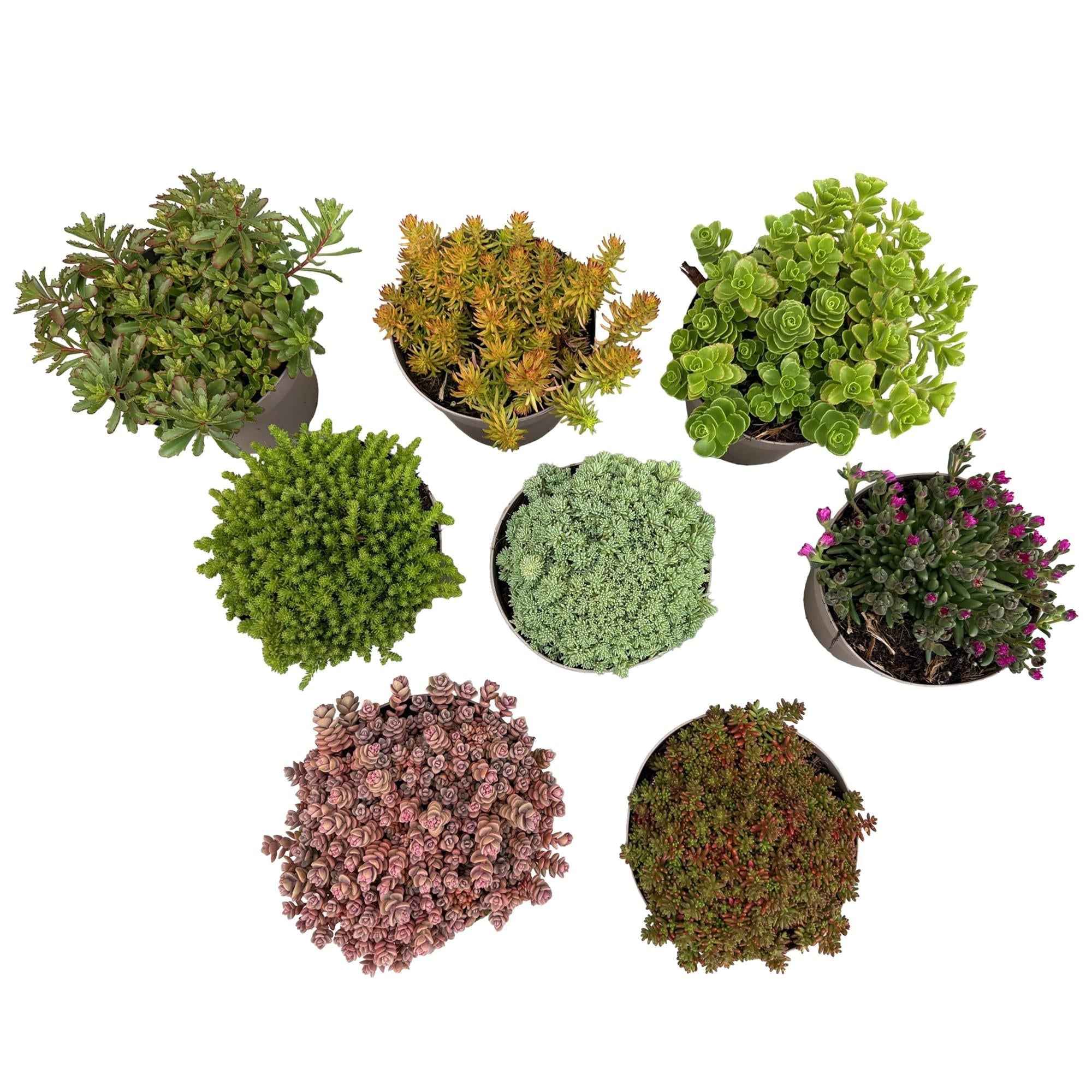 Image of Bodendecker Alpenmischung – 8 Pflanzen – Winterhart & pflegeleicht – Verschiedene Farben – Für Beete, Balkon & Terrasse – Ø14cm H17cm-1