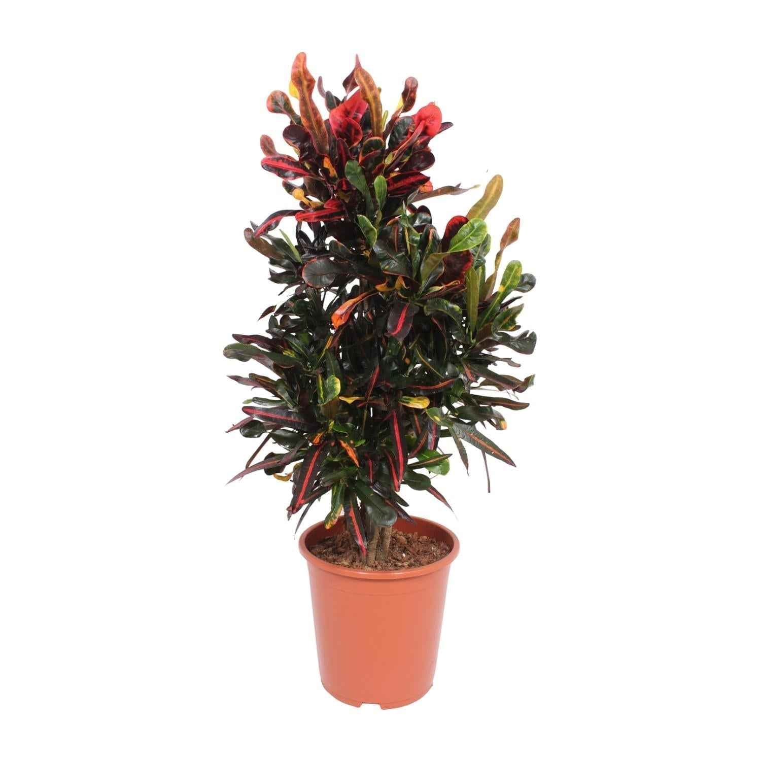 Image of Croton Mammi – Codiaeum variegatum Wunderstrauch – Ø27cm ↕100cm – Große bunte Zimmerpflanze mit rot-gelb-grünen Blättern für Wohnzimmer & Büro-0