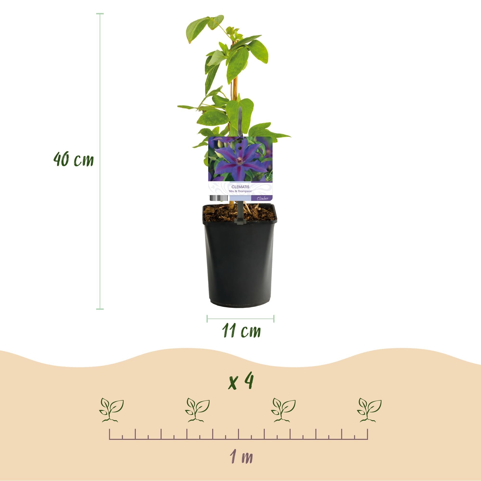 Image of Kletterpflanze Clematis Mrs. N. Thompson – Lila Blüten – Wenig Pflege – 2 Pflanzen – 11cm Höhe 40cm – Für Garten, Balkon & Pergolen-3