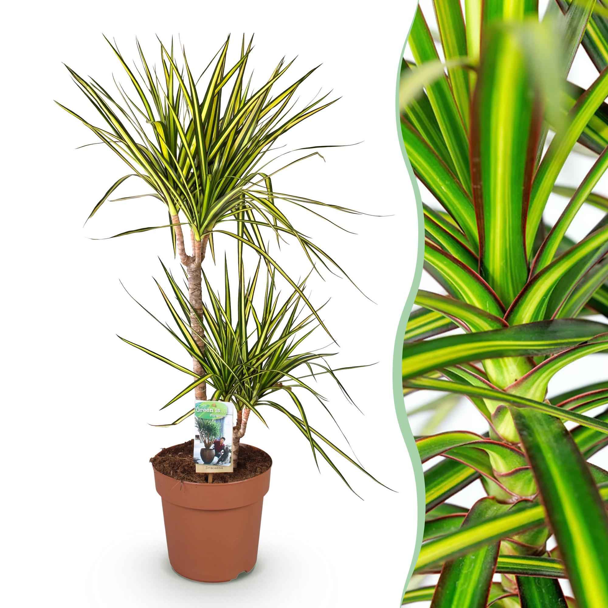 Image of Dracaena Sunray – 90-100cm – 21cm – Pflegeleichter Drachenbaum in Grün – Gelb – Farbenfrohe Zimmerpflanze für Wohnzimmer, Büro & Eingangsbereich-1
