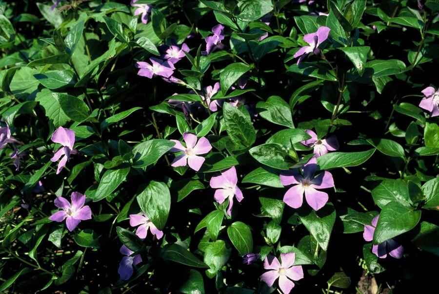 Image of Großes Immergrün Vinca major – ↕10-25cm – Ø9cm – 6 Pflanzen – Immergrüner Bodendecker mit violett – blauen Blüten