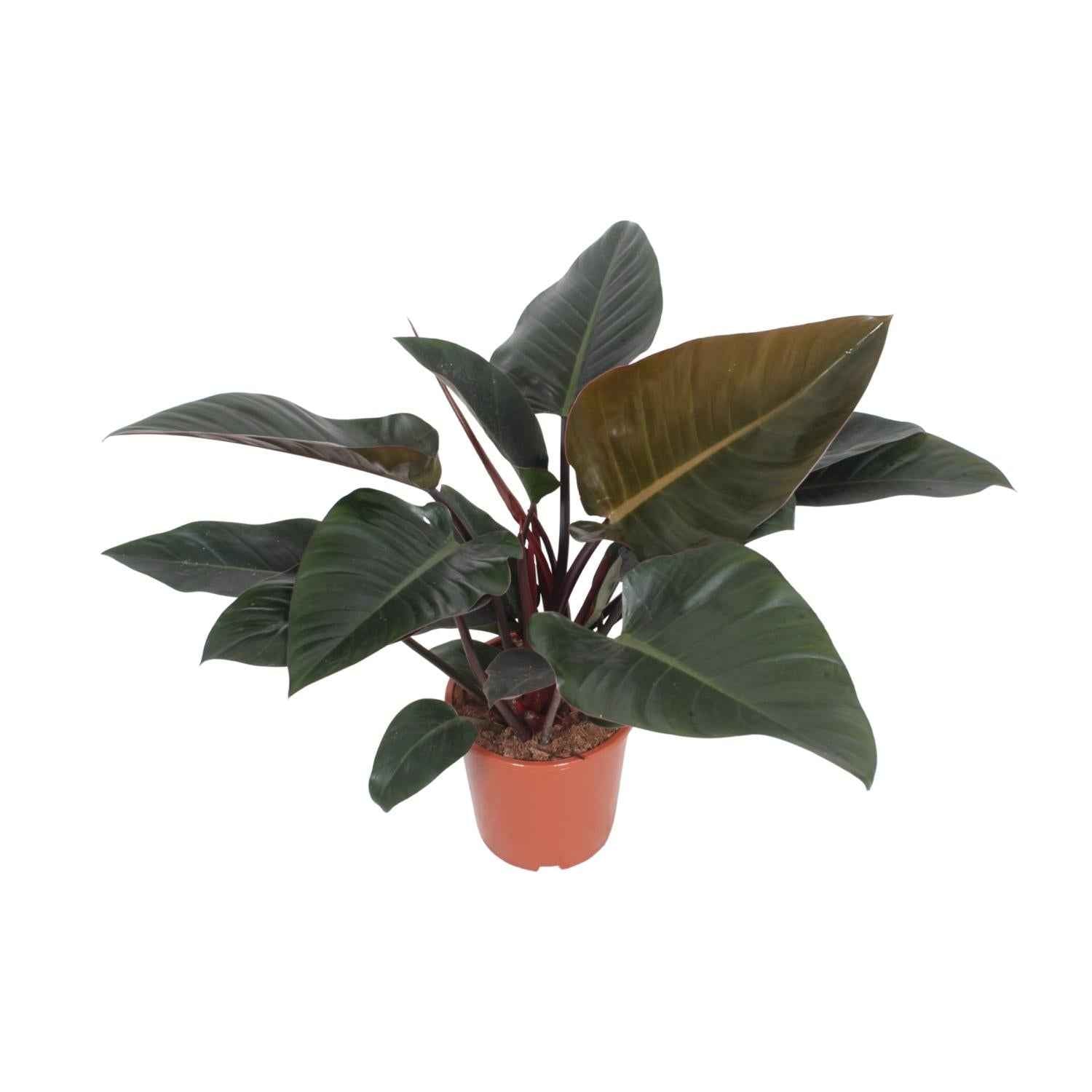 Image of Baumfreund – Philodendron Congo Red – Zimmerpflanze – Ø27cm – ↕80cm – Herzförmige Blätter – Luftreinigend – Pflegeleicht-0