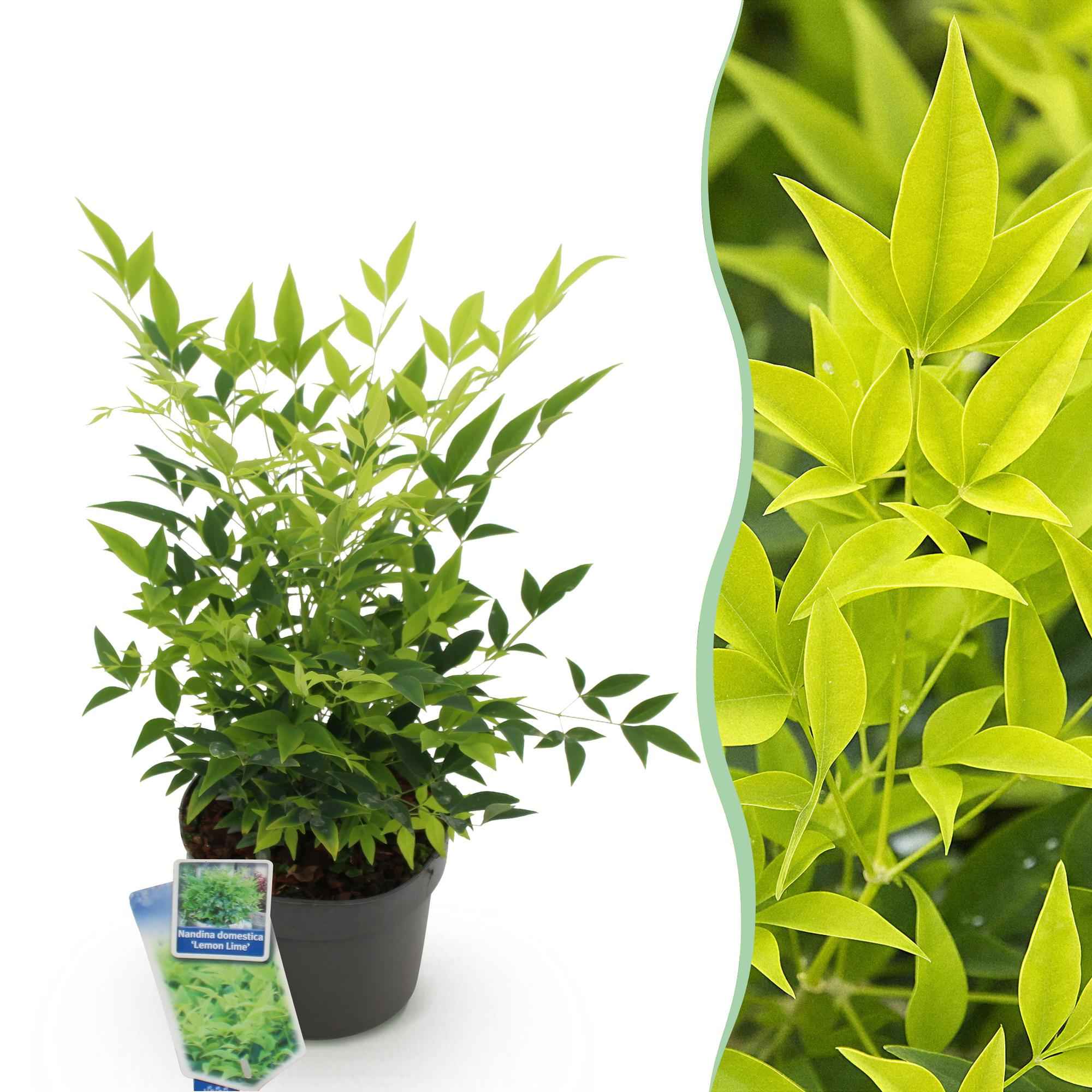 Image of Heiliger Bambus Nandina Lemon & Lime – 17cm Höhe ca.45cm – Immergrün & farbintensiv – Gelbgrünes Laub – Pflegeleichter dekorativer Zierstrauch