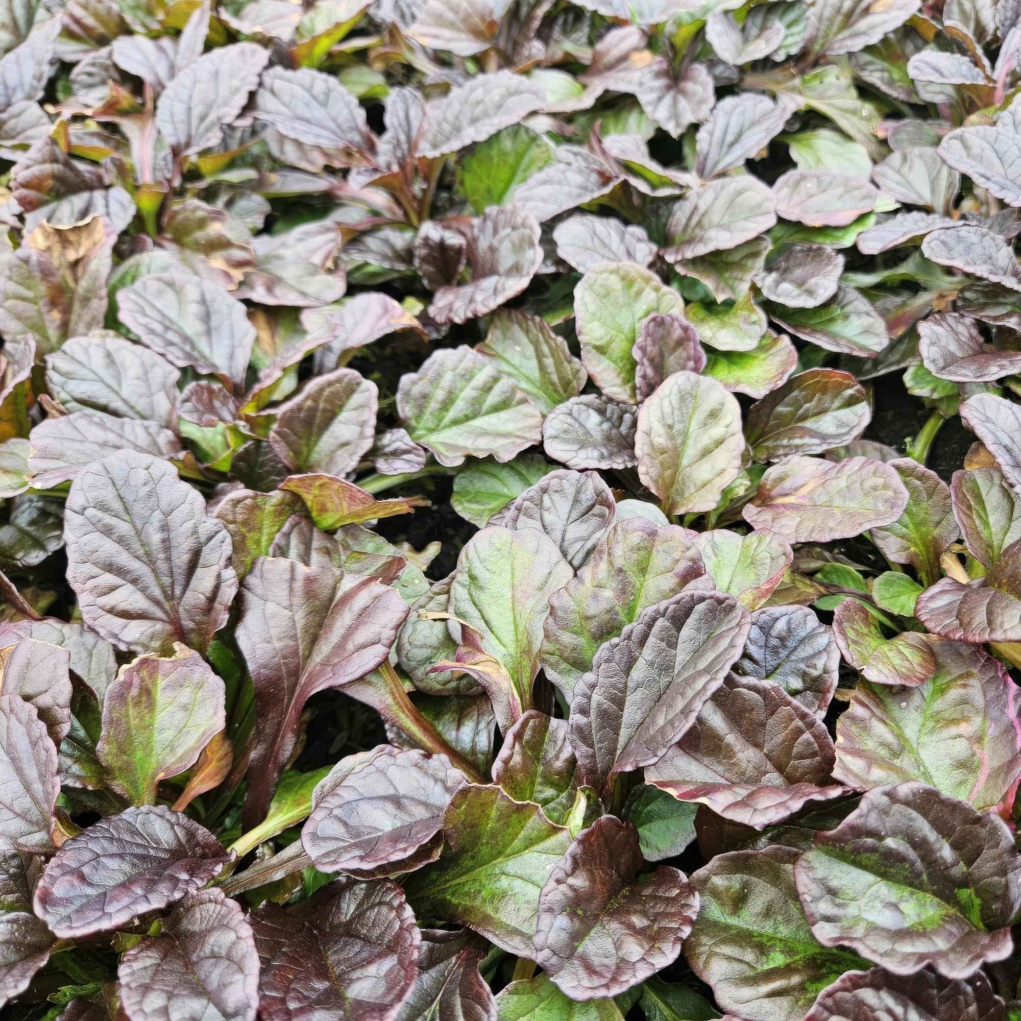 Image of Ajuga reptans – Kriechender Günsel Ø9cm – Höhe 10-25cm – Bodendecker für Halbschatten & Schatten – Blauer Blütenteppich – 24 Pflanzen-0