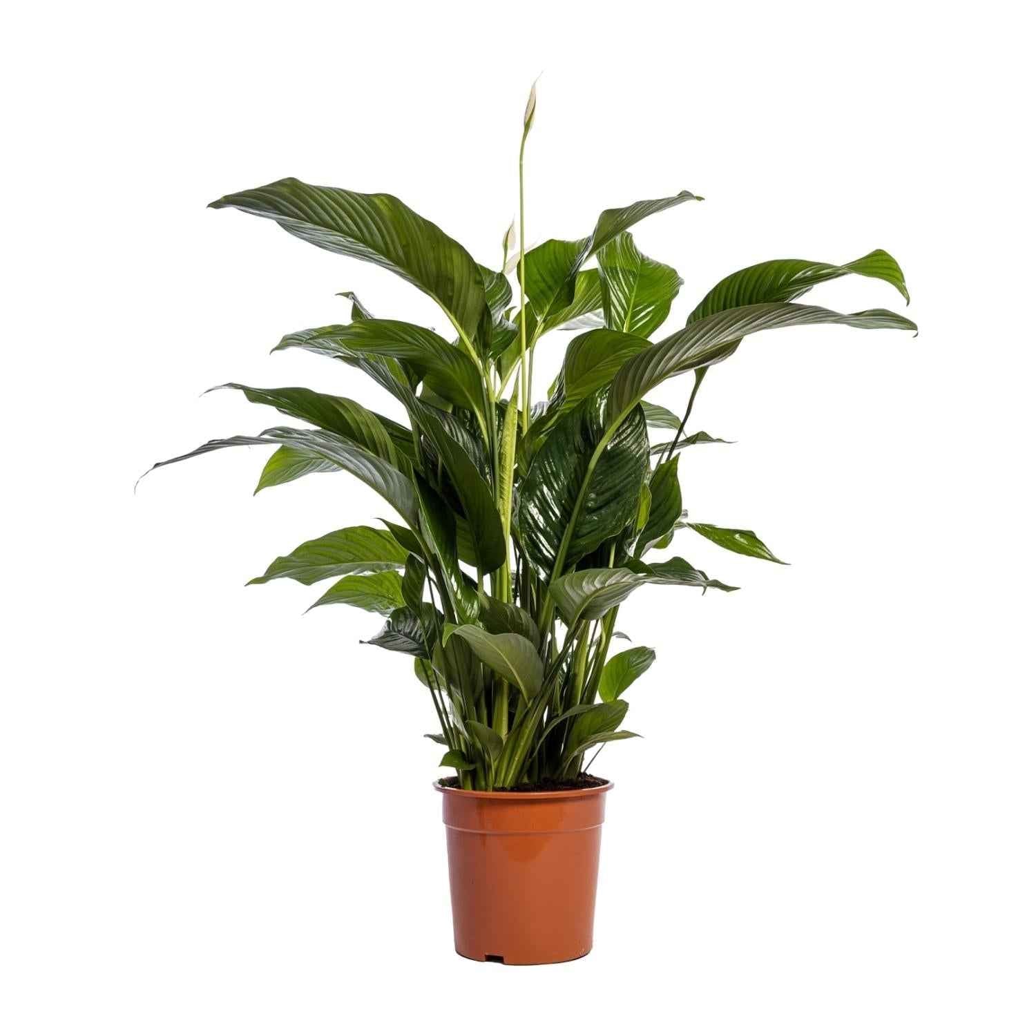 Image of Einblatt – Spathiphyllum Bellini – Zimmerpflanze – Ø24cm – ↕100cm – Friedenslilie – Luftreinigend – Halbschatten – Pflegeleicht-0