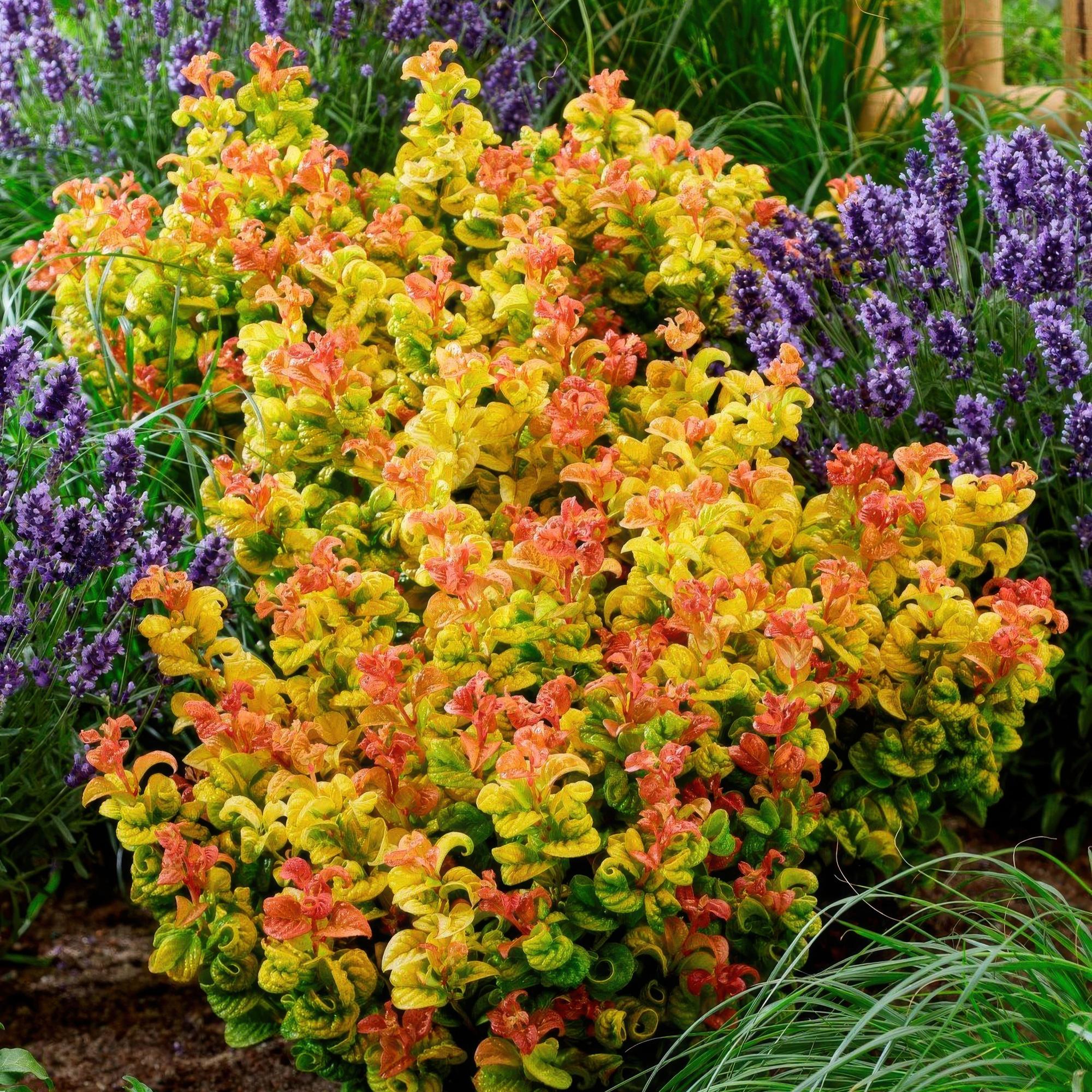 Image of Traubenheide Leucothoe Curly Gold – Ø17cm 40cm Höhe – immergrüner Zierstrauch mit gelbem Laub für Garten Balkon Terrasse & Beet-3