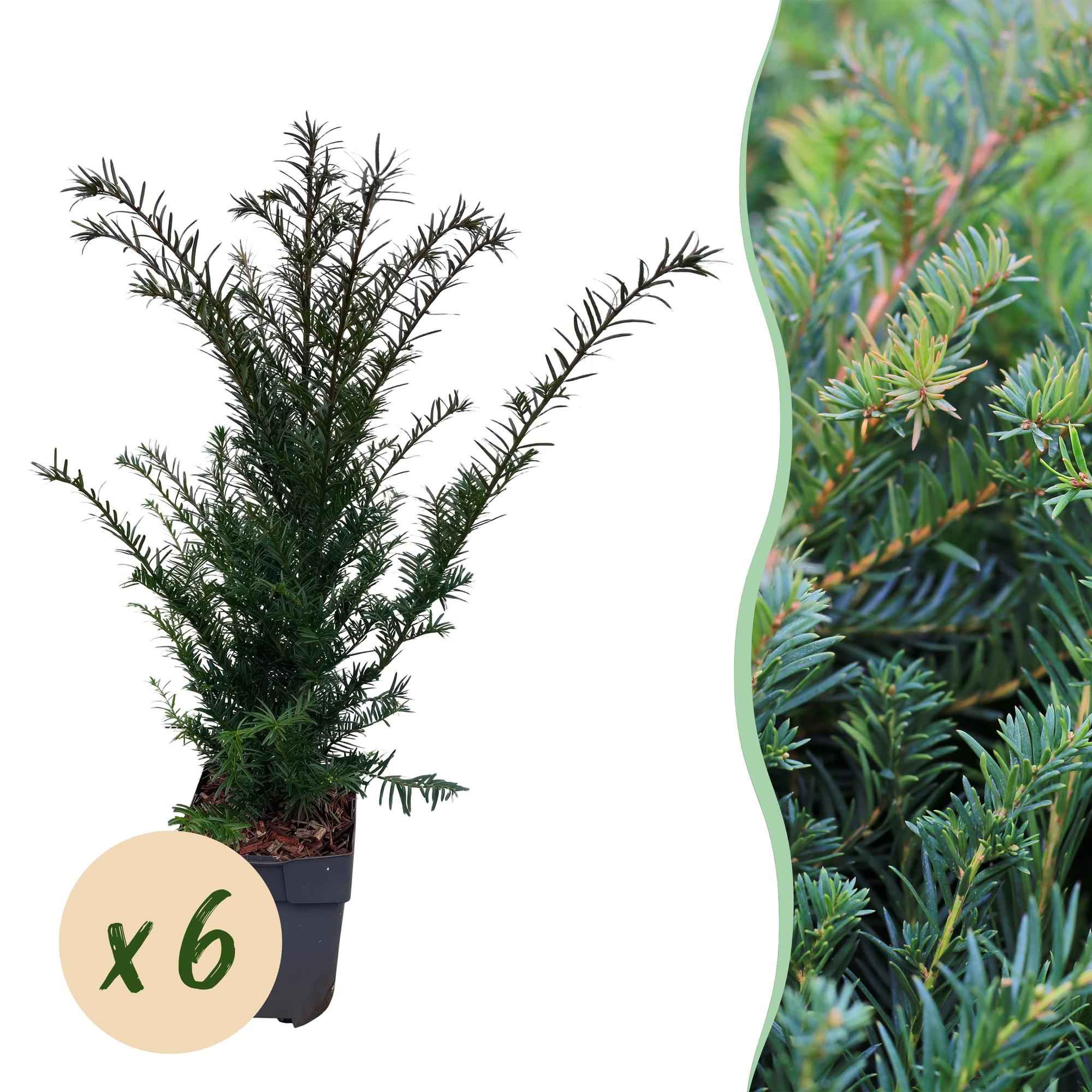 Image of Europäische Eibe Taxus baccata – Immergrün – Heckenpflanze – 6 Pflanzen – 17cm x H60cm – pflegeleicht-3
