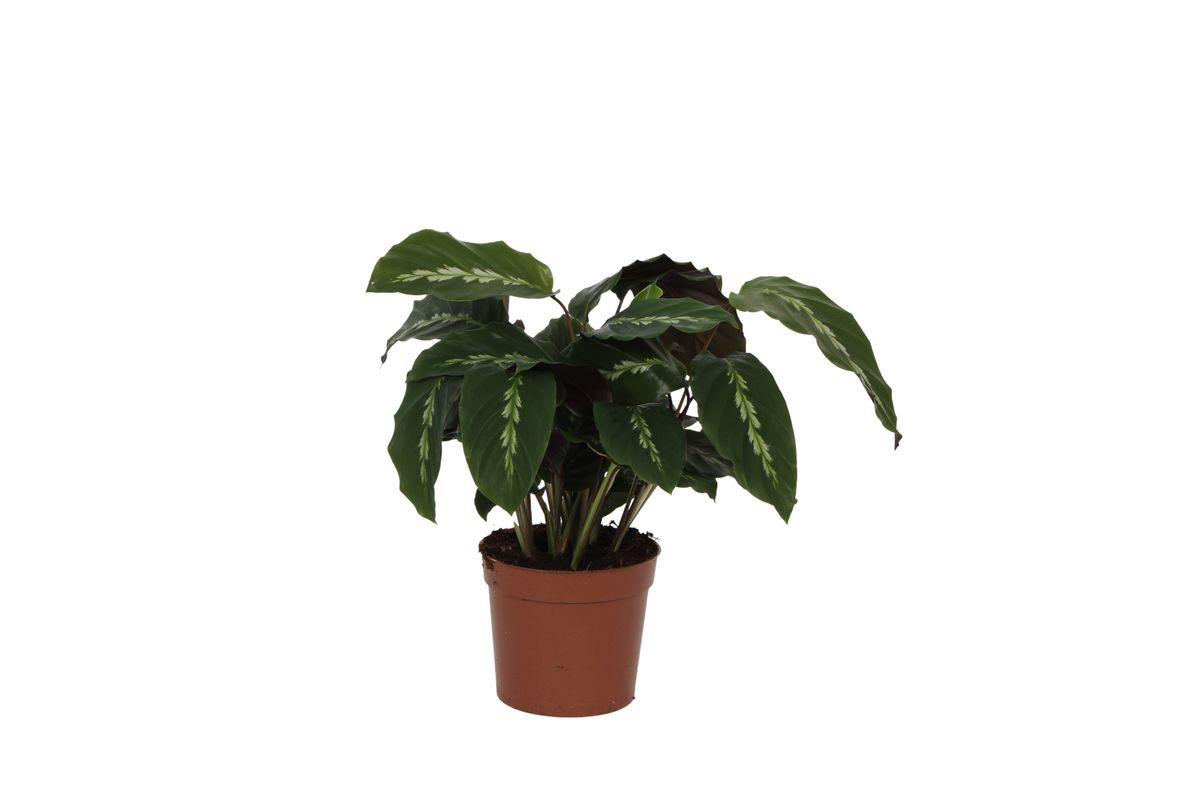 Image of Calathea Maui Queen – 35cm – Ø12cm – Exotische Korbmarante mit dekorativ gemusterten Blättern – Luftfeuchtigkeitsliebend & dekorativ-0