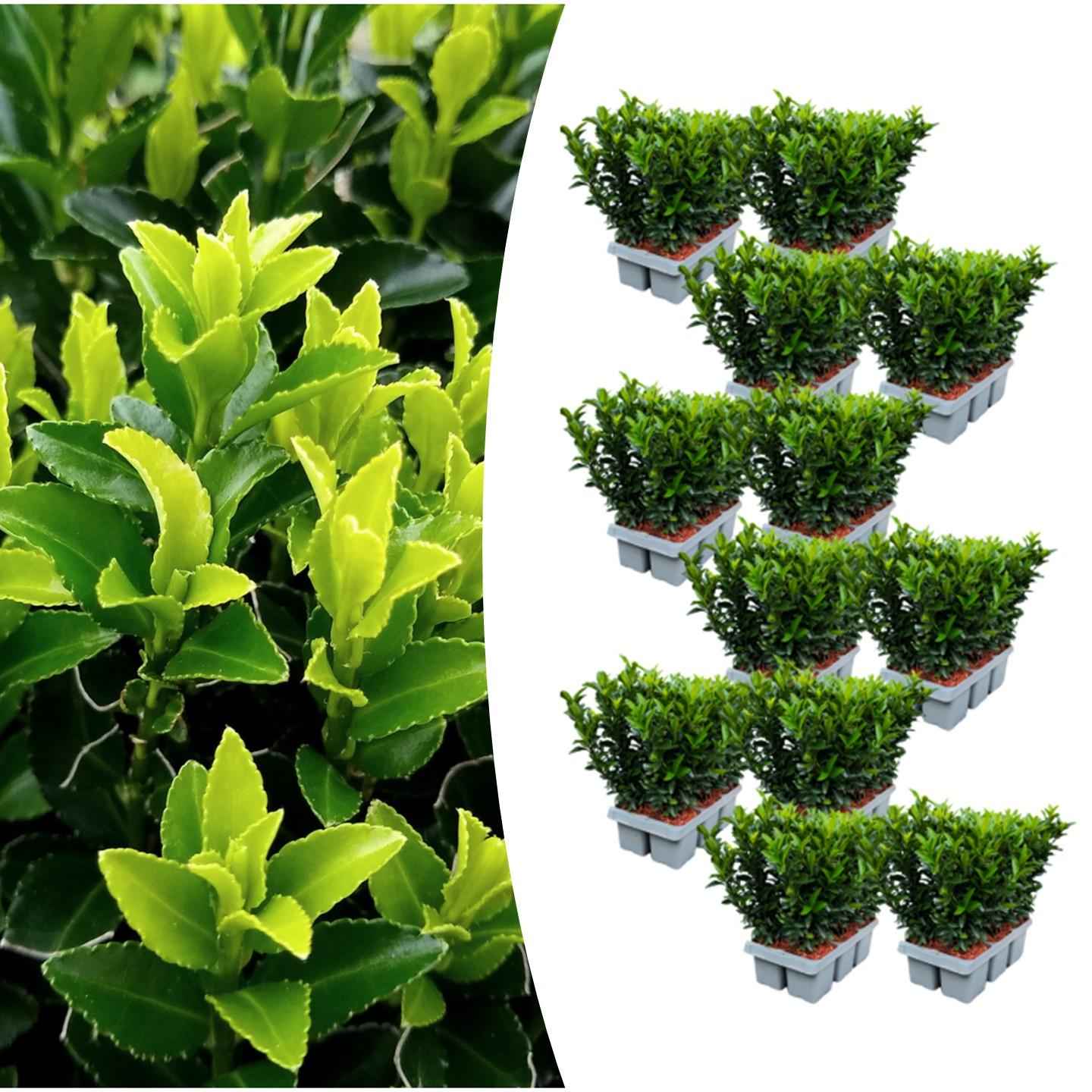 Image of Japanischer Spindelstrauch Euonymus japonicus 'Green Spire' – Ø7cm, Höhe 15cm – 72 Pflanzen – Winterhart, Pflegeleicht, Schlank & Aufrecht